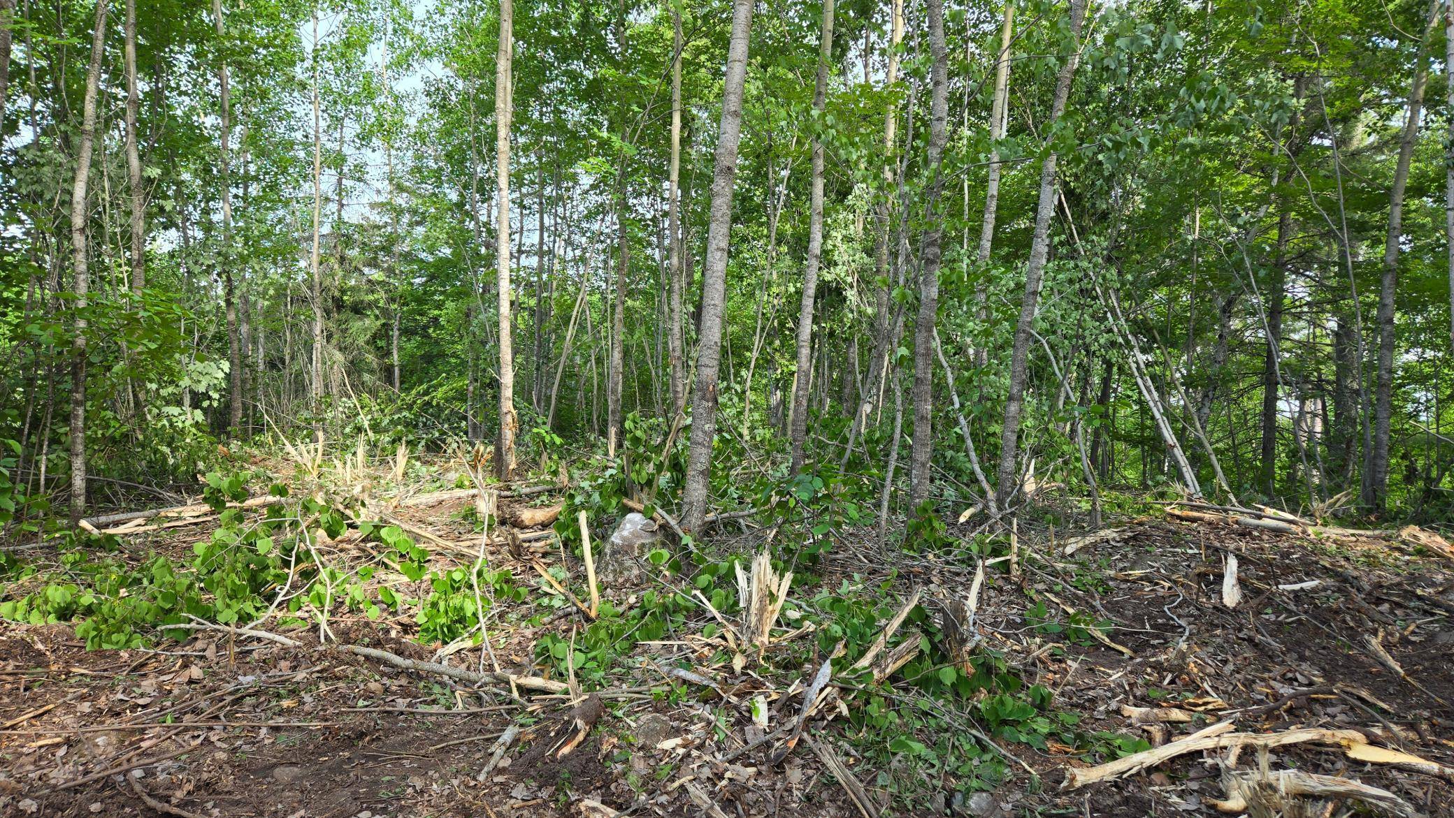 2825 Niles Bay Forest RD, Buyck, MN 55771