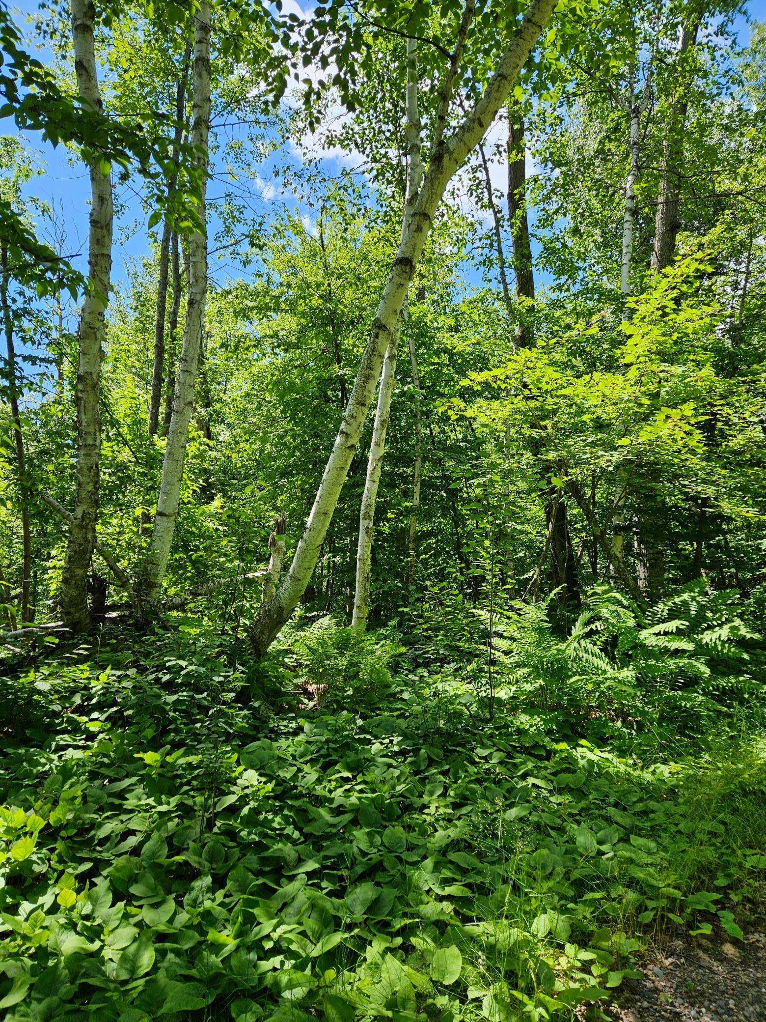Lots 50-53 Snoquainie LN, Breezy Point, MN 56472