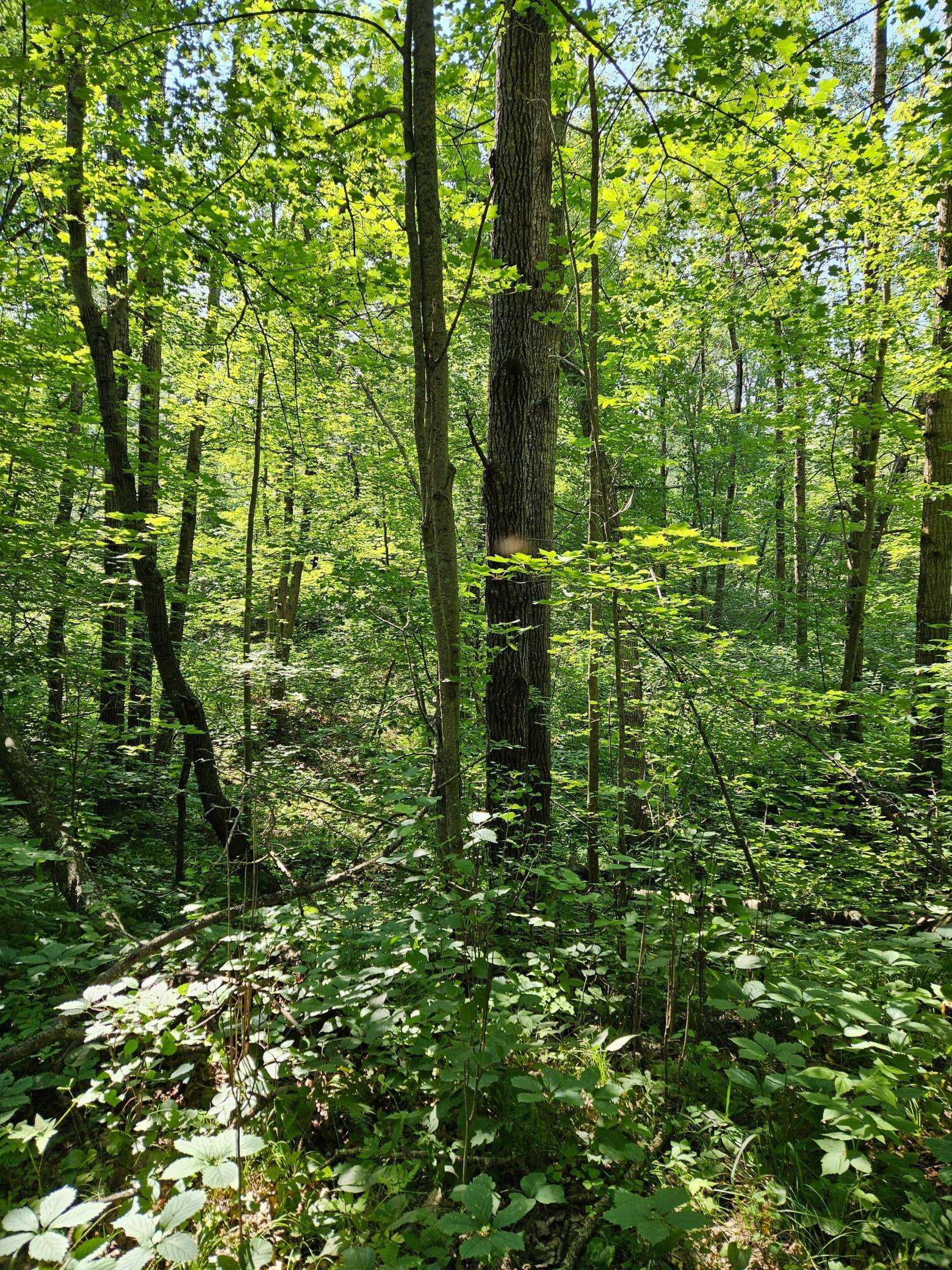 Lot 40 Summit Ridge DR, Breezy Point, MN 56472
