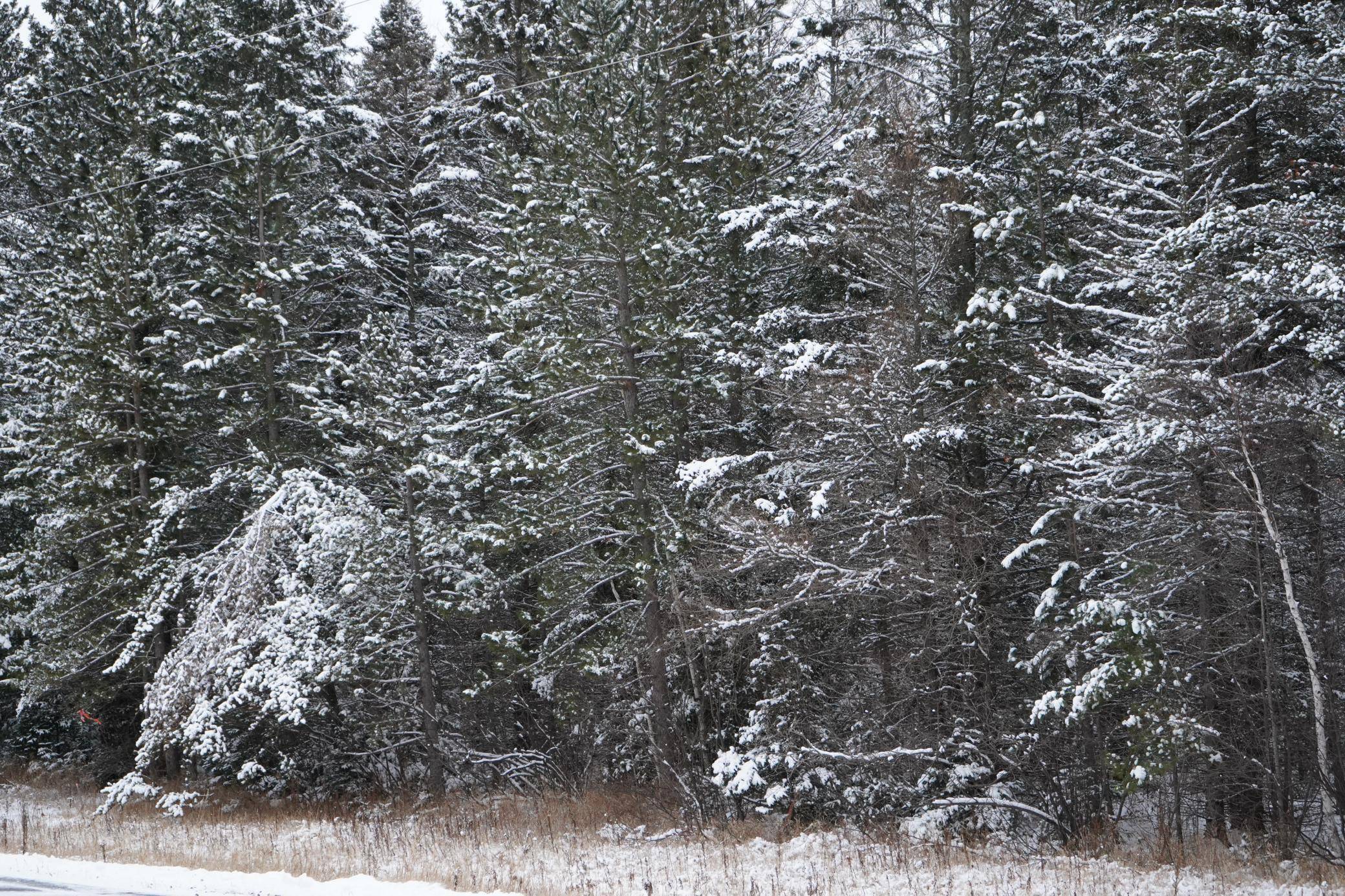 TBD Town Line RD, Bassett Twp, MN 55602