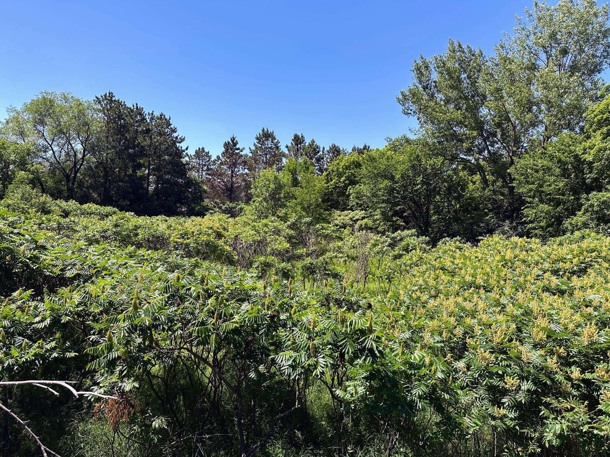 3xxxx Smokey LN, Battle Lake, MN 56515
