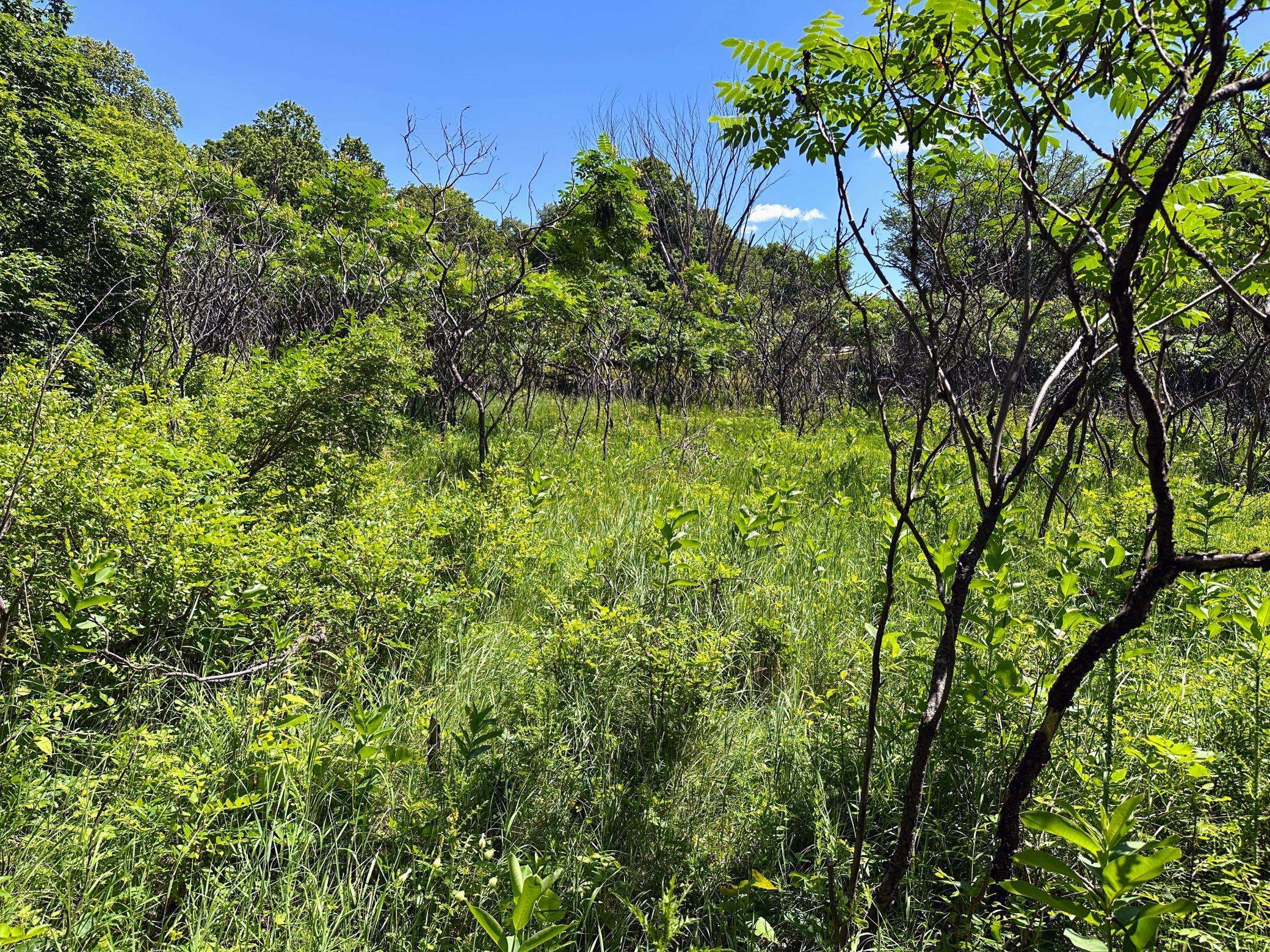 3xxxx Smokey LN, Battle Lake, MN 56515