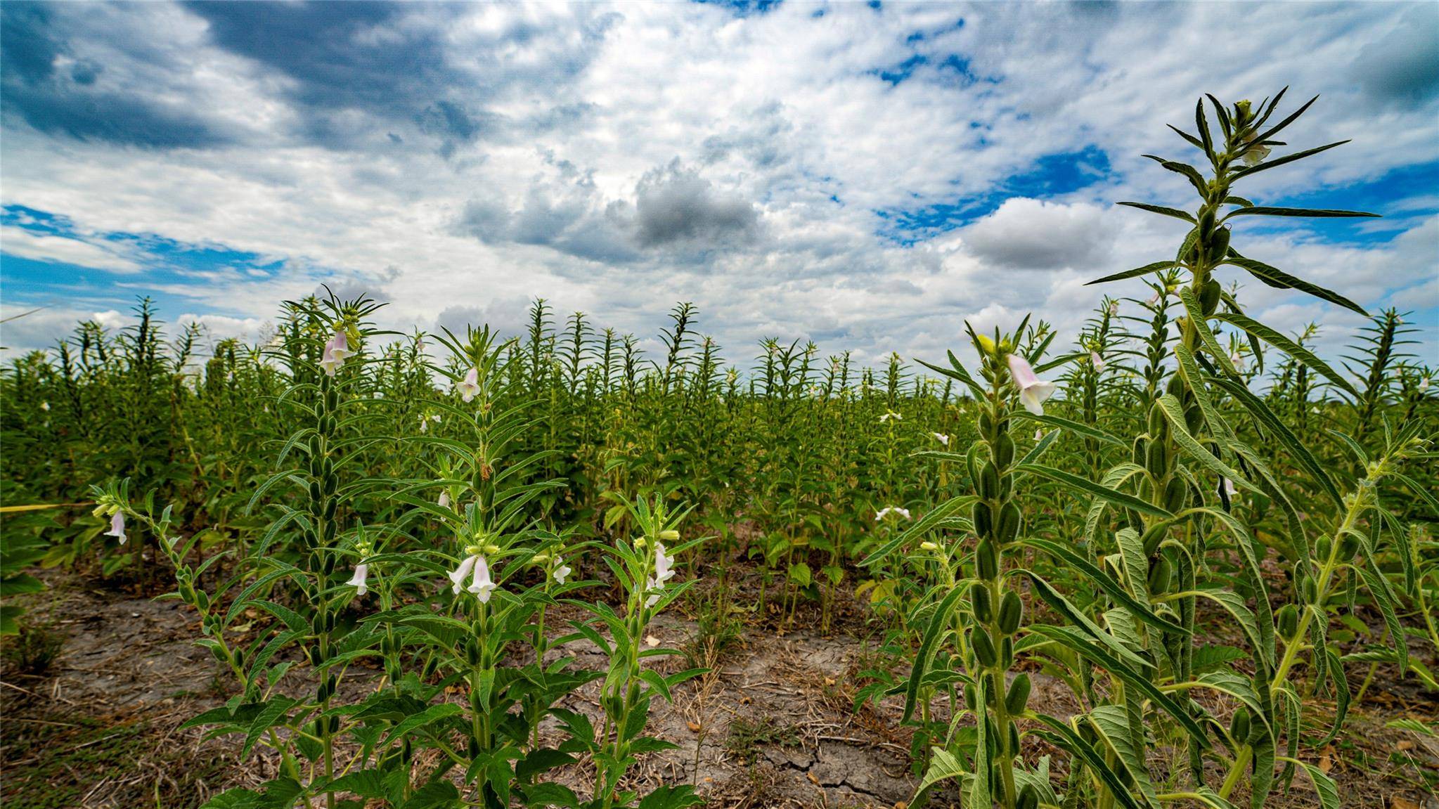 TBD FM 3061 #B, Thorndale, TX 76577