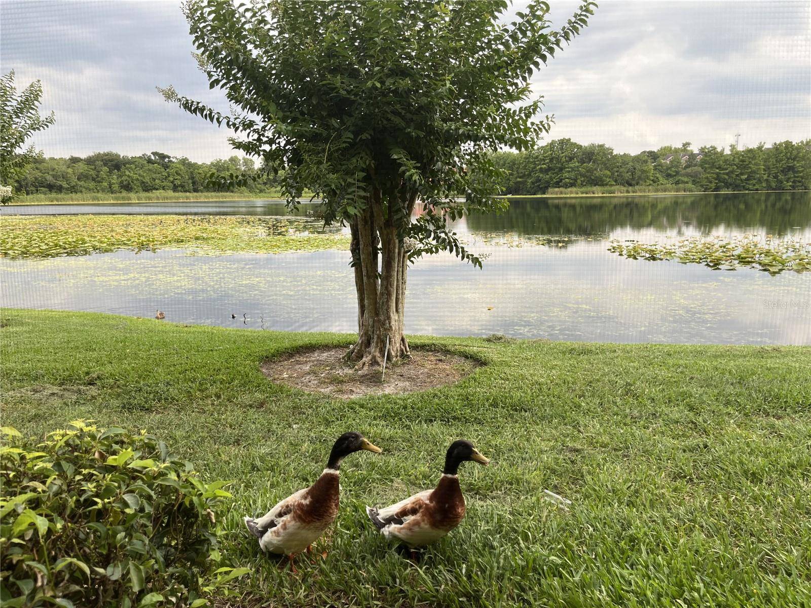 155 N PEARL LAKE CSWY #104, Altamonte Springs, FL 32714