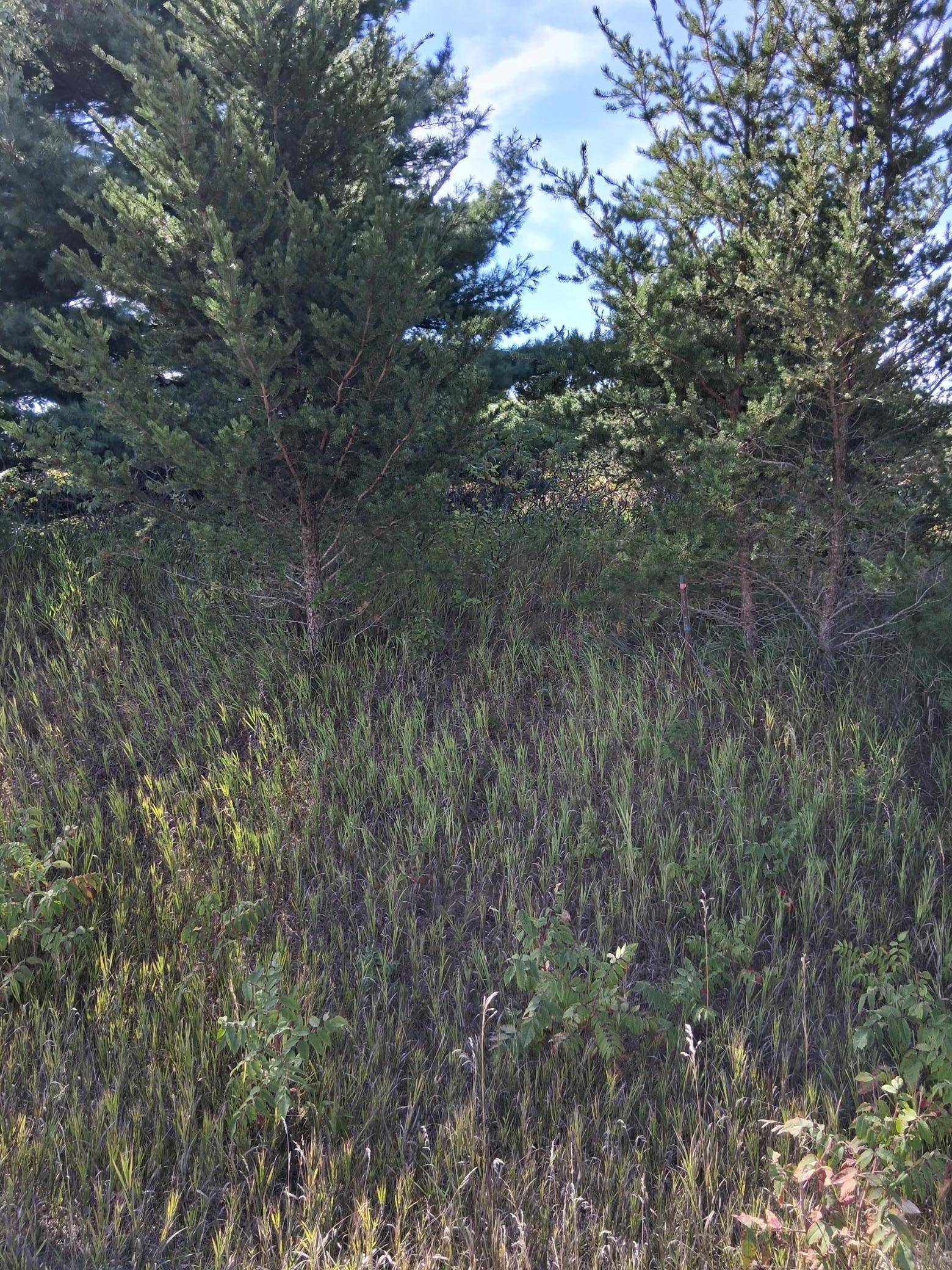 TBD Overland DR, Browerville, MN 56438