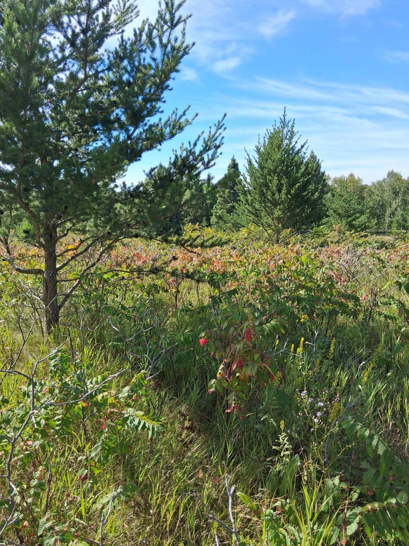TBD Overland DR, Browerville, MN 56438