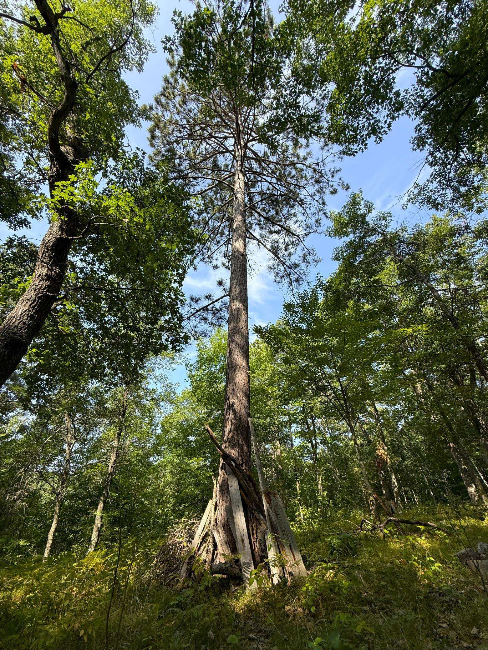 W9XXX Webb Lake DR, Trego, WI 54888