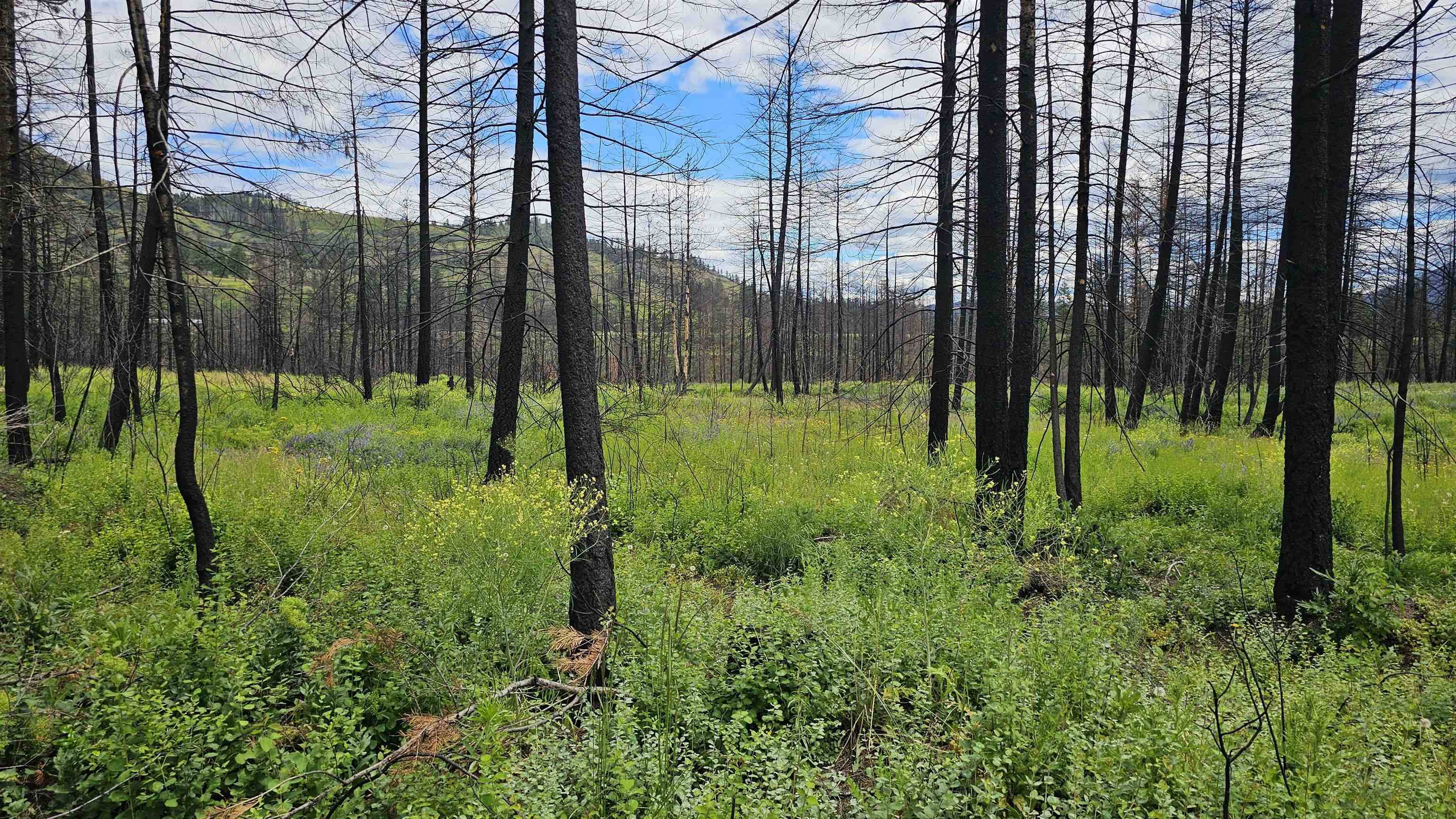 34XX Lael-Flat Creek Rd, Kettle Falls, WA 99141