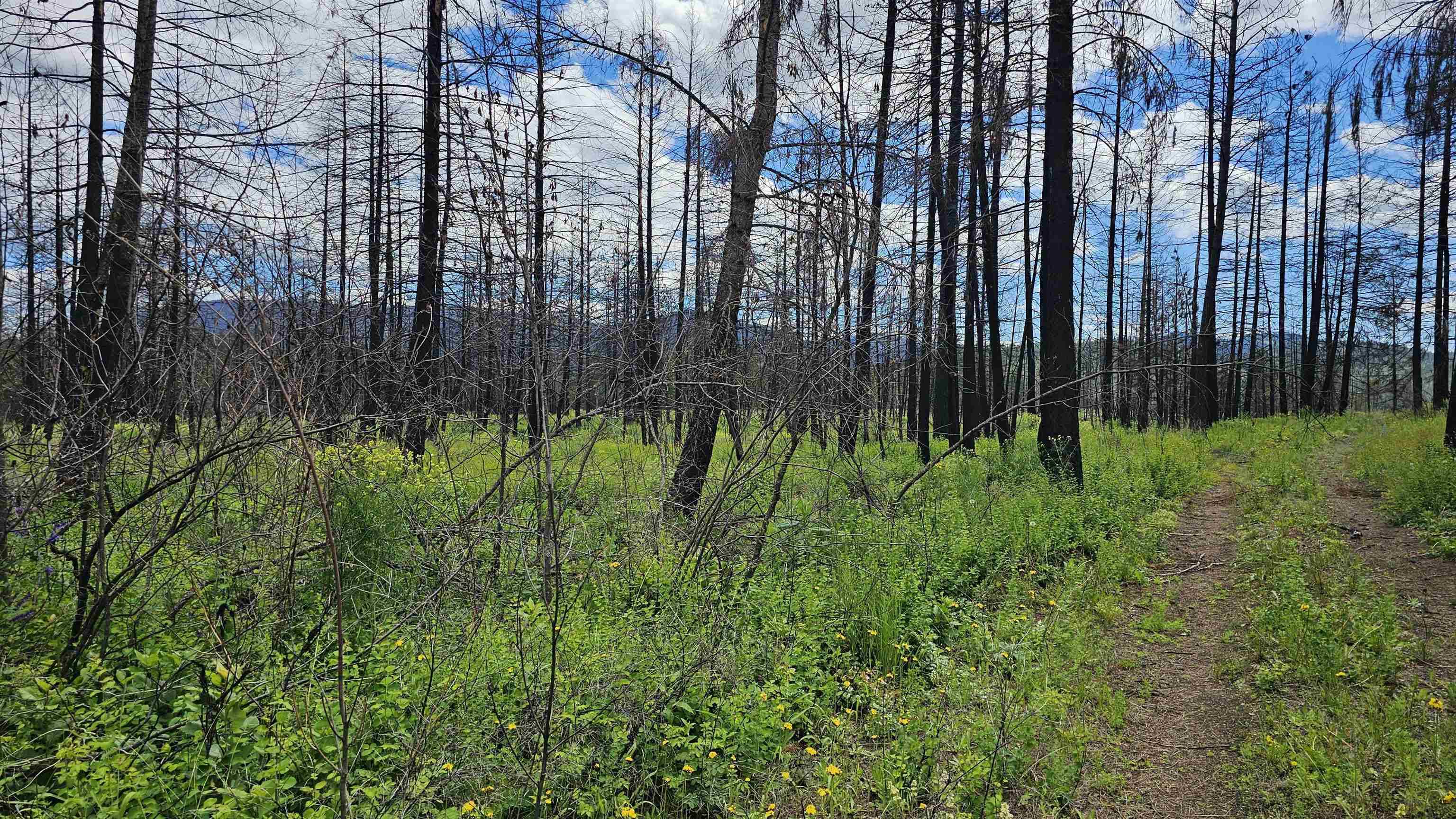 34XX Lael-Flat Creek Rd, Kettle Falls, WA 99141