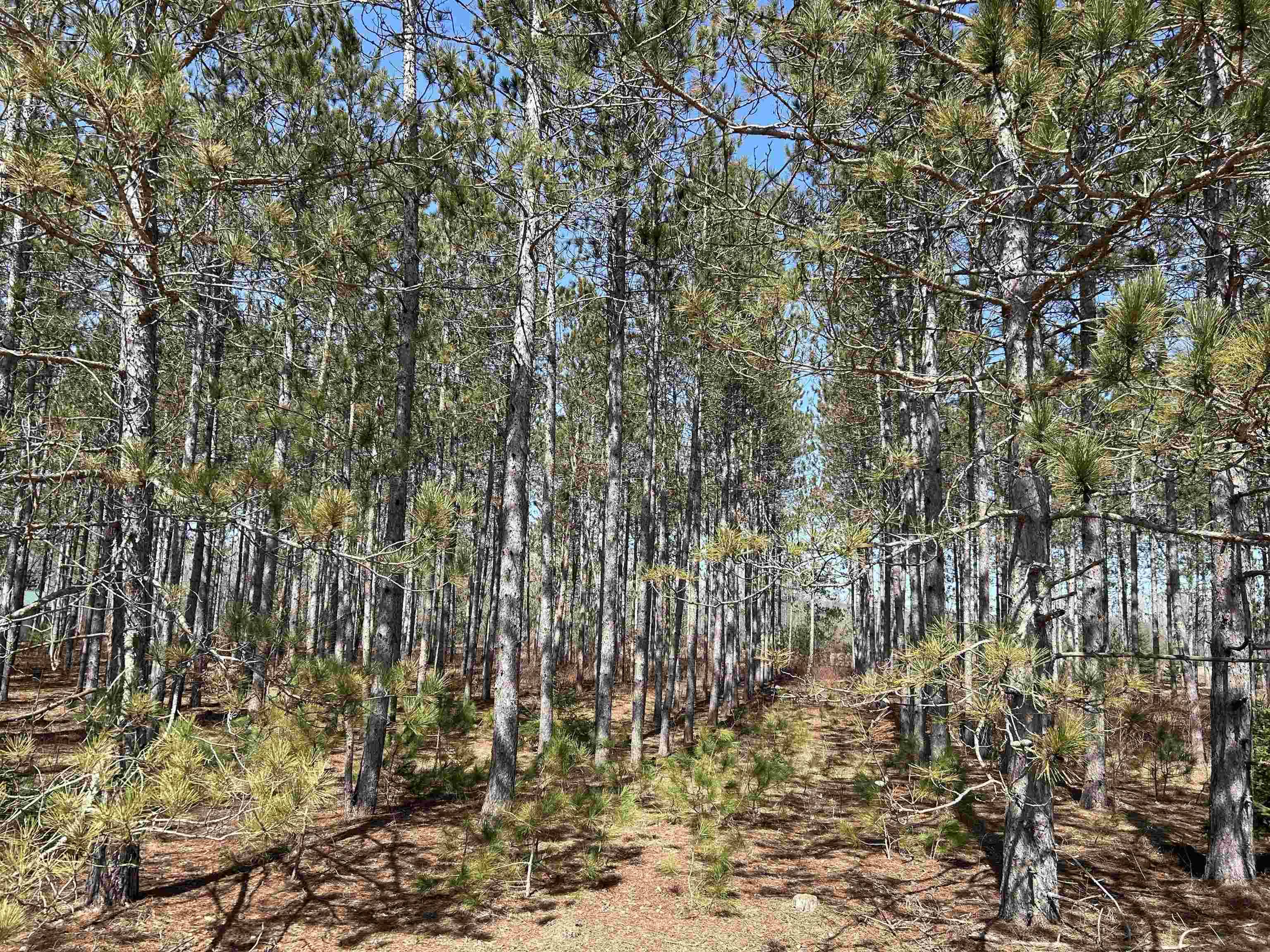 lot 4 Meadow LN, Colfax Twp, MI 49683