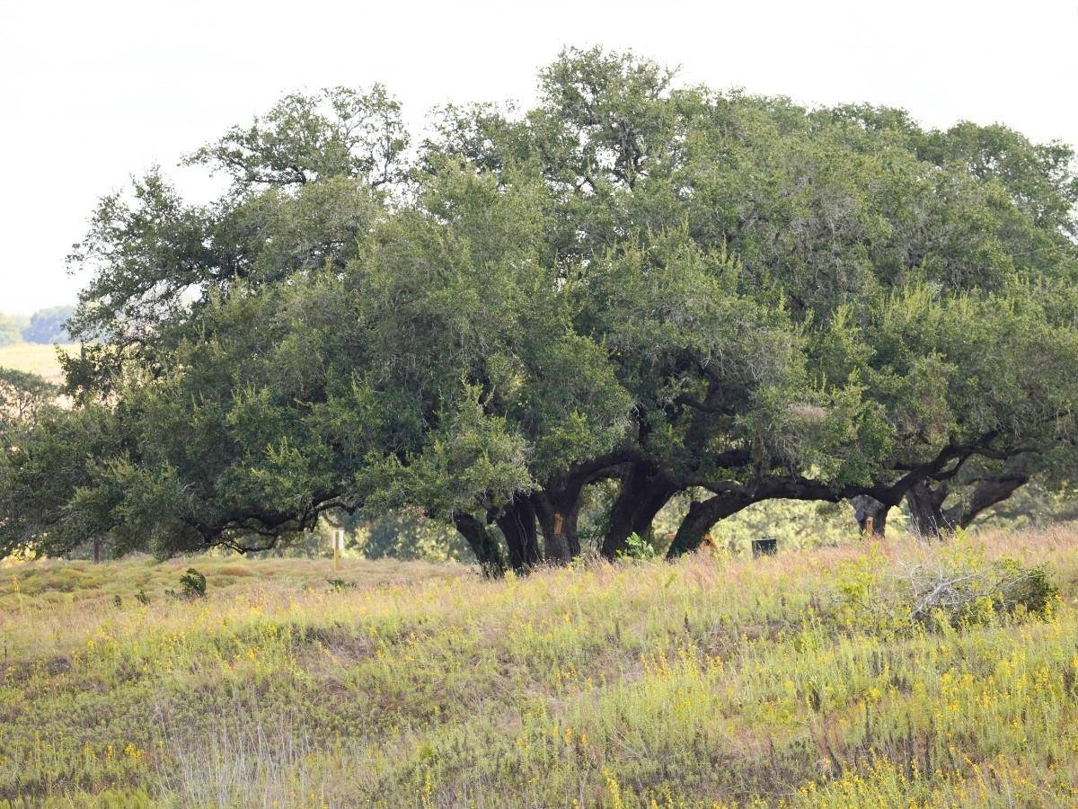3061 FM 956, Schulenburg, TX 78956