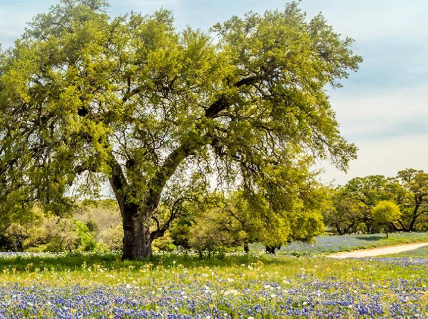 2893 Heritage Heights RD, Leander, TX 78641