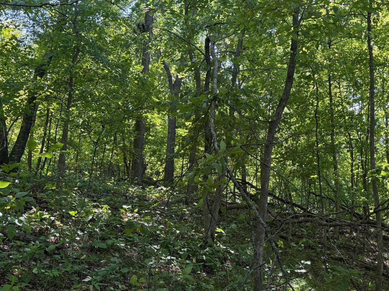 4XYZ Pinewood CT, Browerville, MN 56438