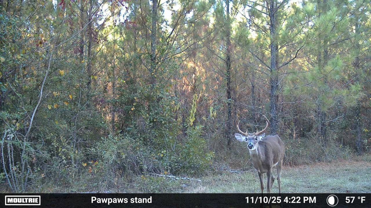 00 OLD FEDERAL RD, Quincy, FL 32351