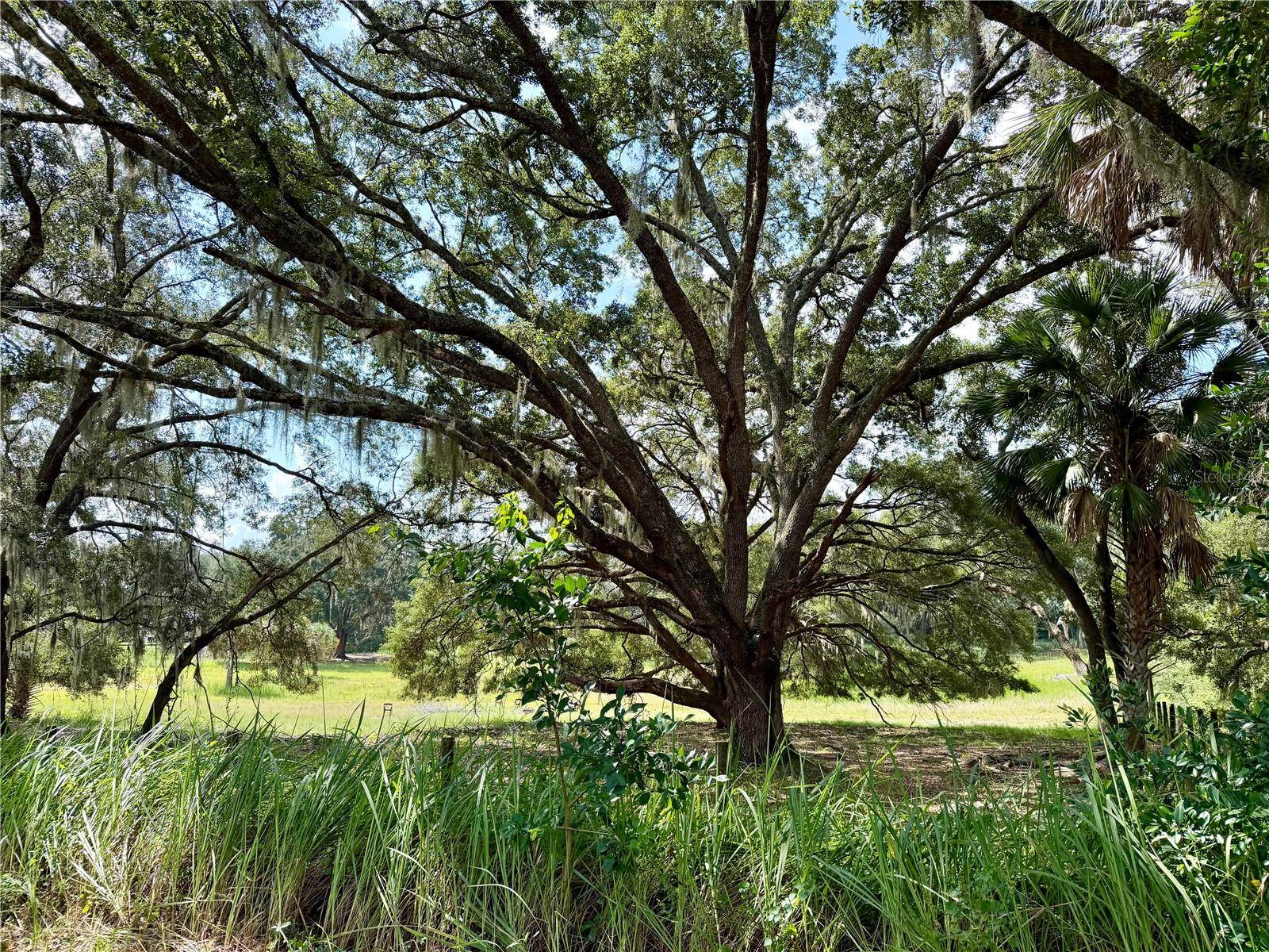 11324 EM EN EL GROVE RD, Leesburg, FL 34788