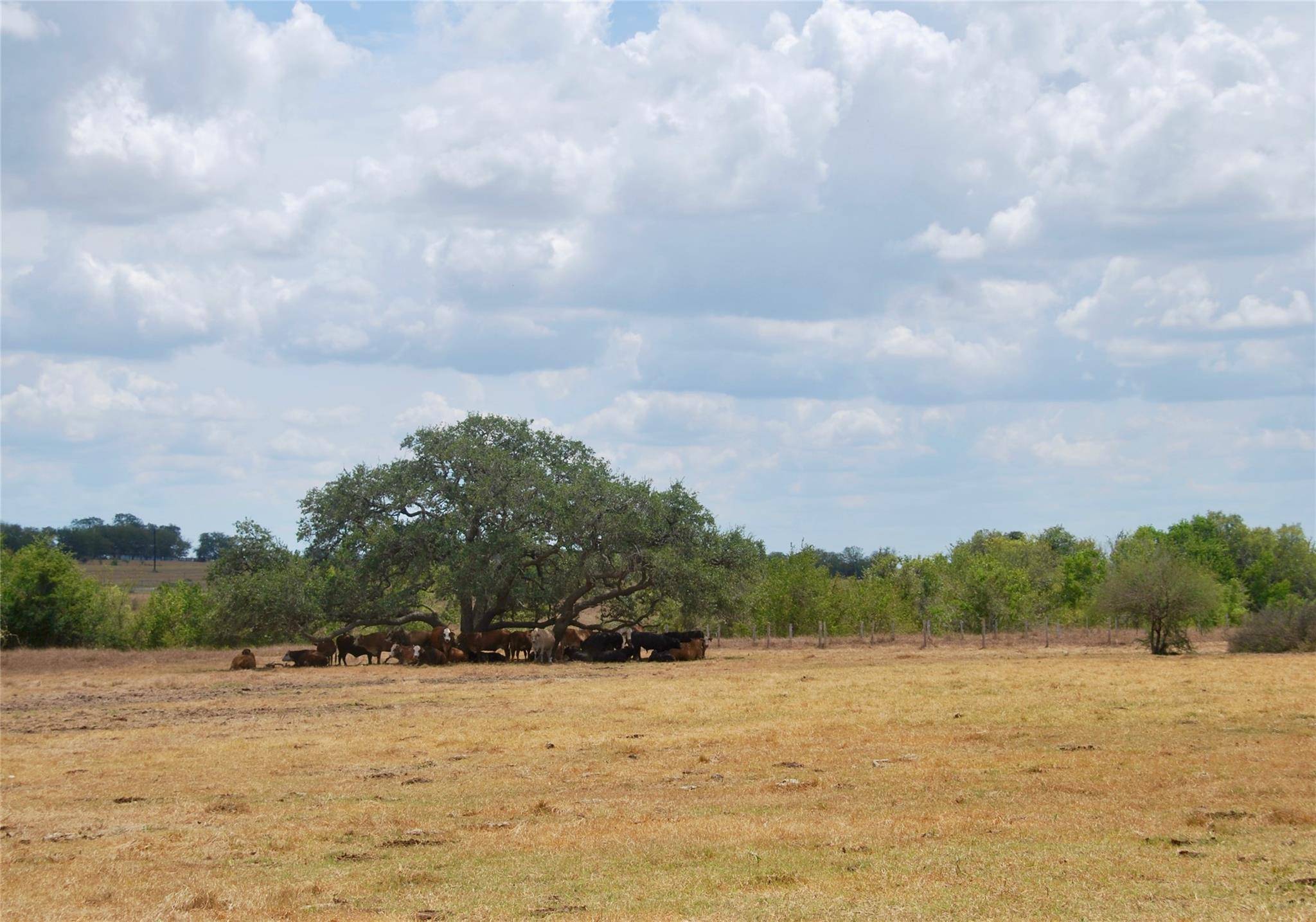 Tract 3 County Road 366, Shiner, TX 77984