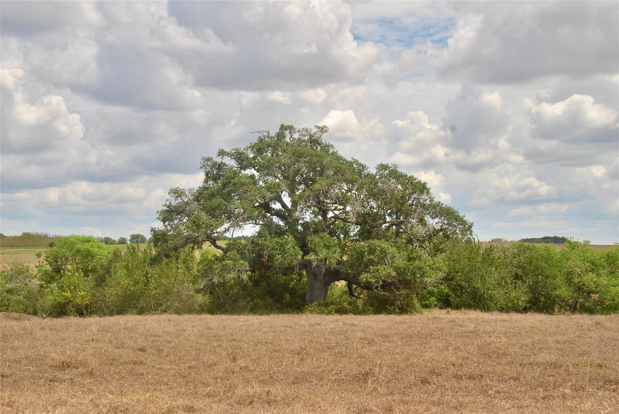 Tract 4 County Road 366, Shiner, TX 77984