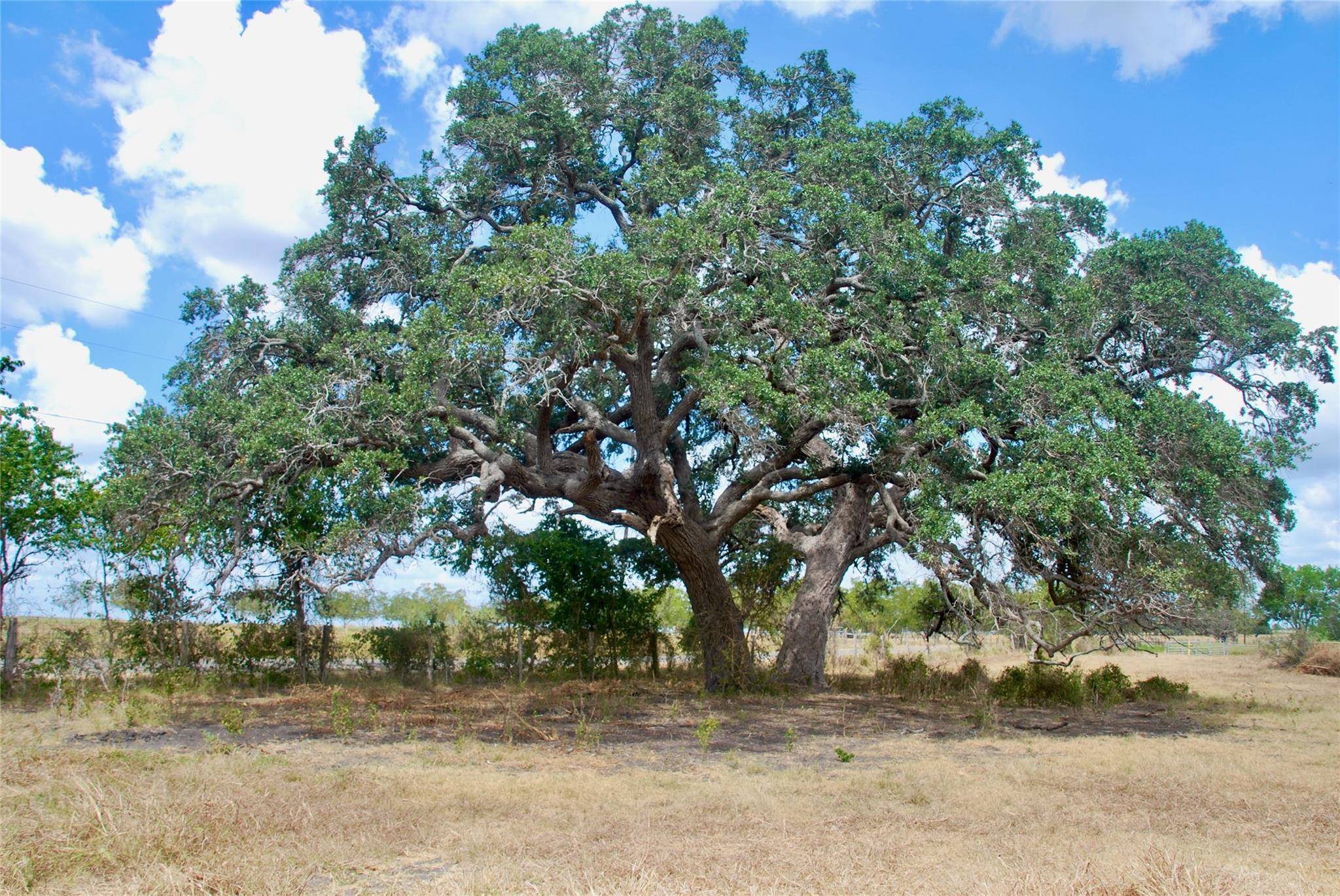 Tract 4 County Road 366, Shiner, TX 77984