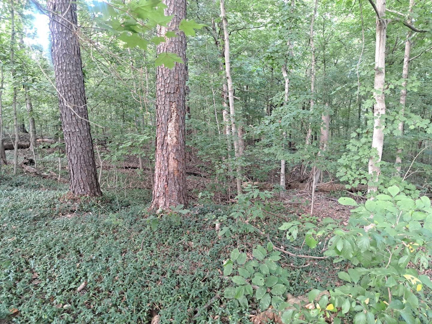 3952 & 4013 DEVILS FORK RD, Carbondale, IL 62901
