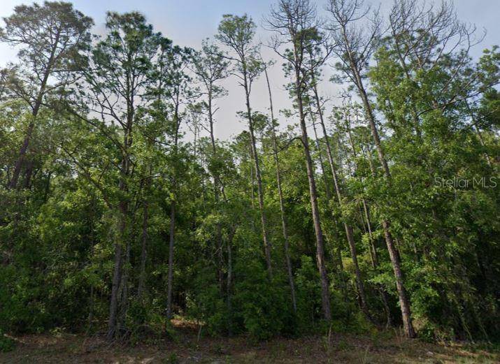 NE HWY 351, Old Town, FL 32680
