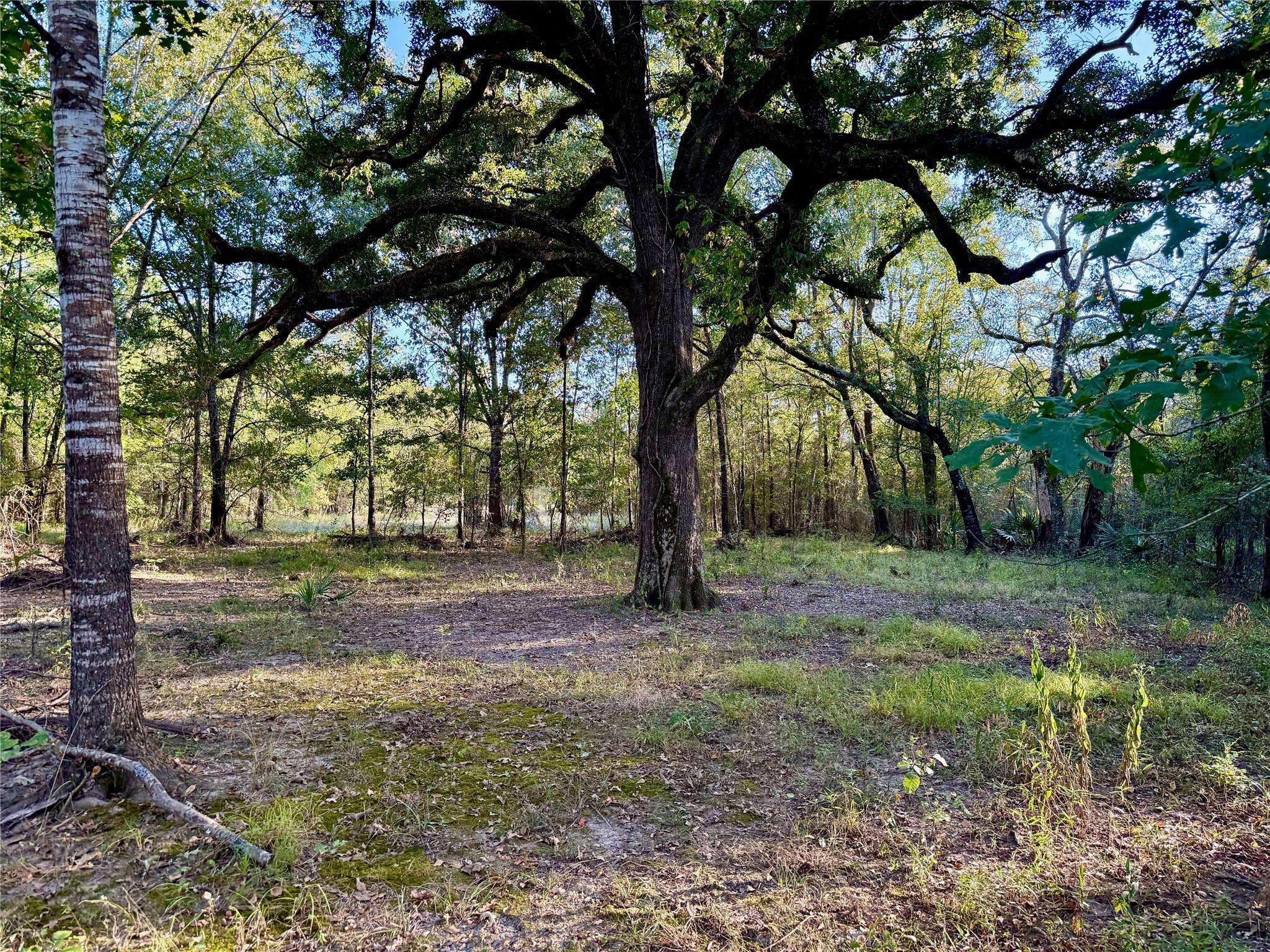 TBD County Road 4025, Lovelady, TX 75851