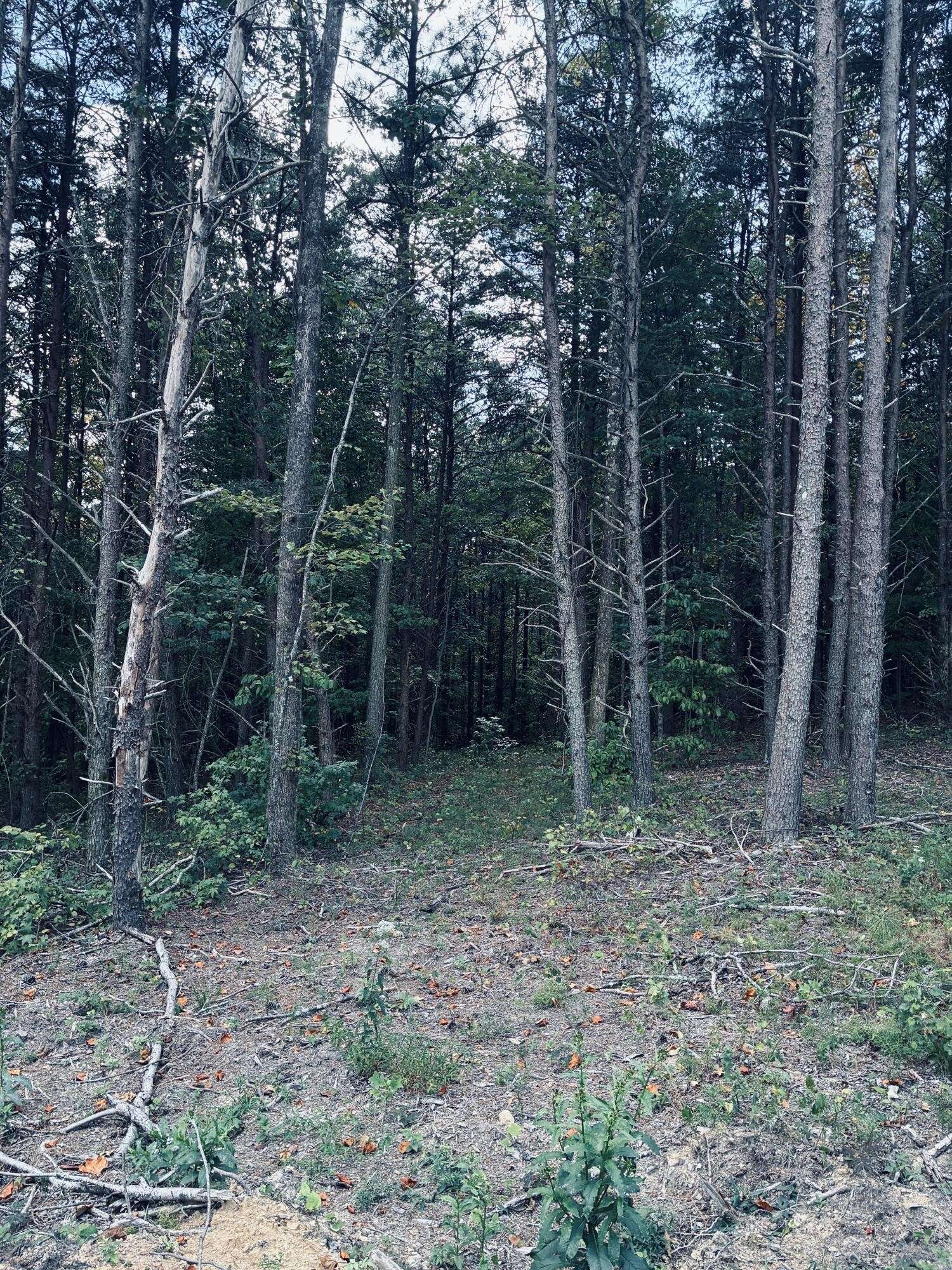 360 Bootleg Bend, Guild, TN 37340