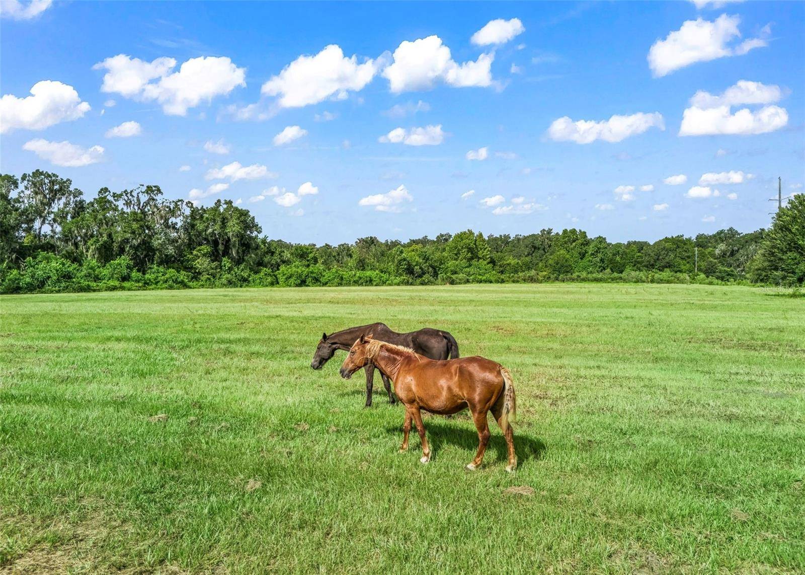 2239 SE 112TH AVE, Webster, FL 33597