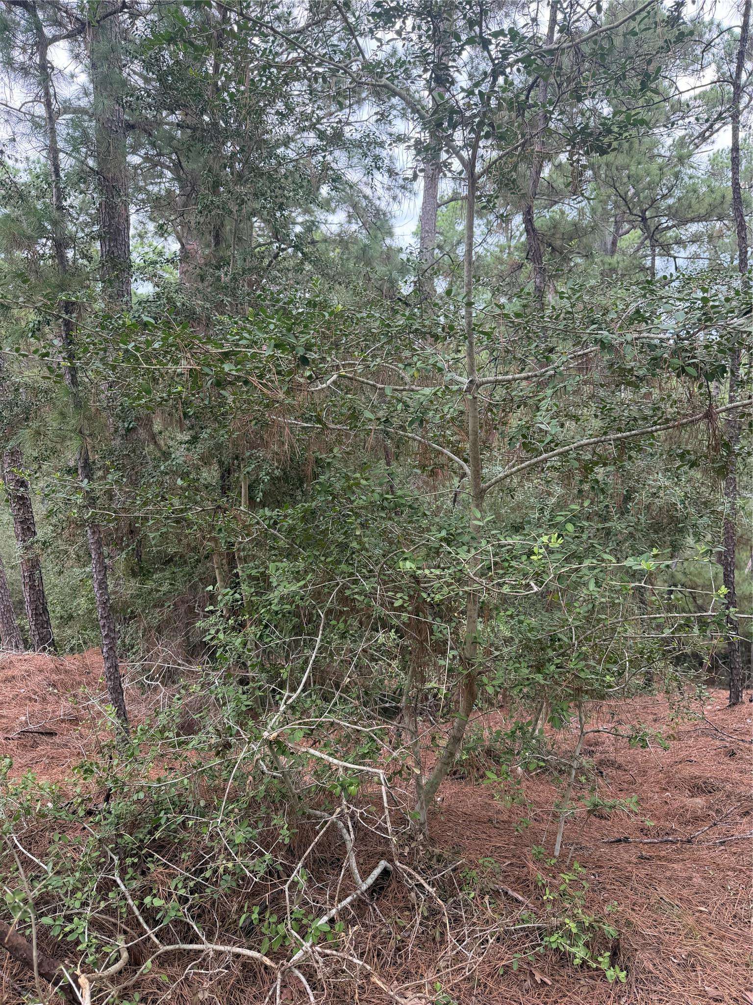 Lot 69 and 70 Taro CT, Bastrop, TX 78602