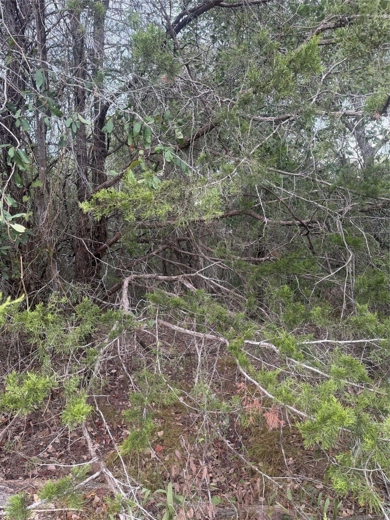 223 Mokulua LN, Bastrop, TX 78602