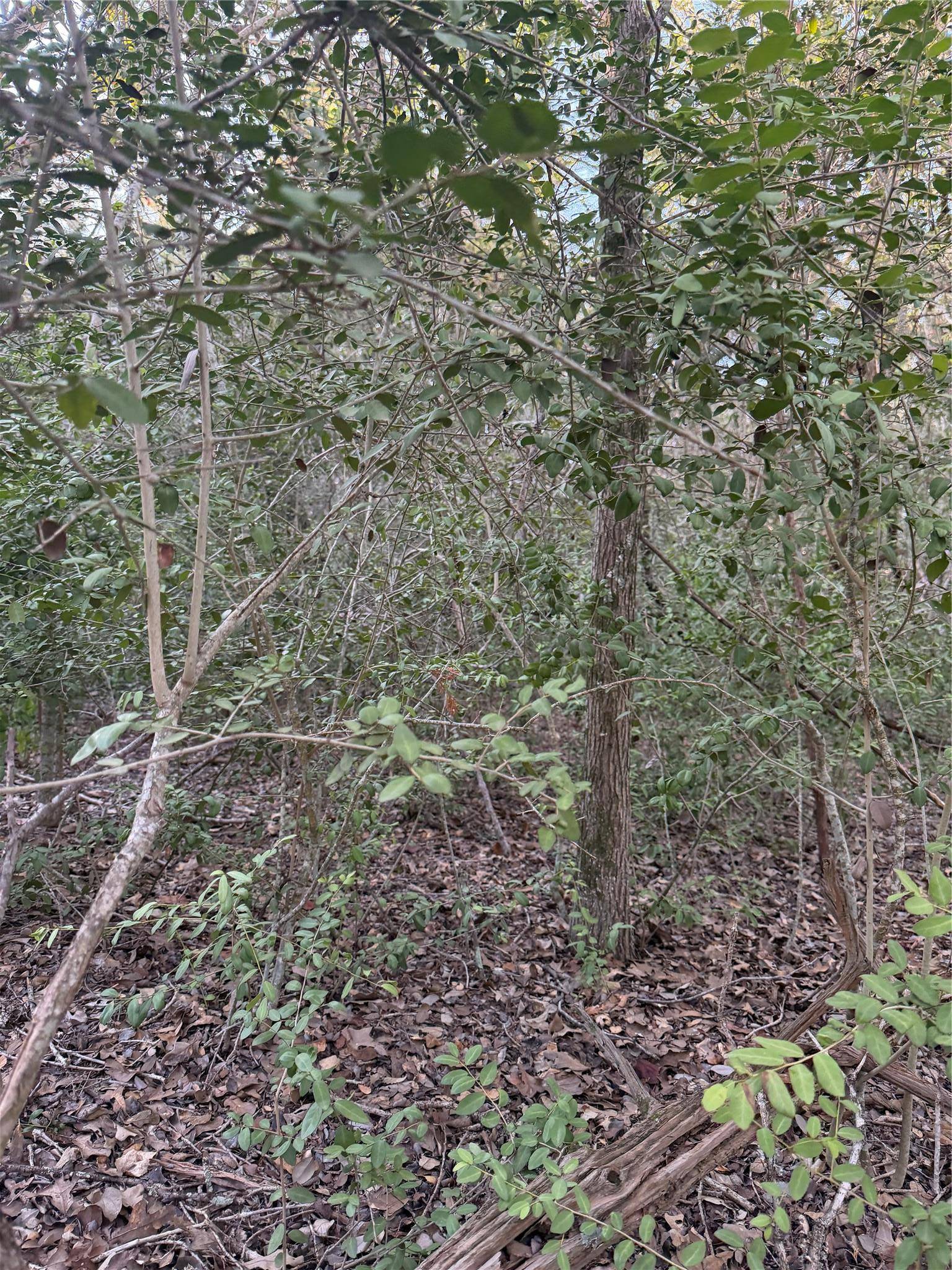 Lot 608 Waimanalo DR, Bastrop, TX 78602