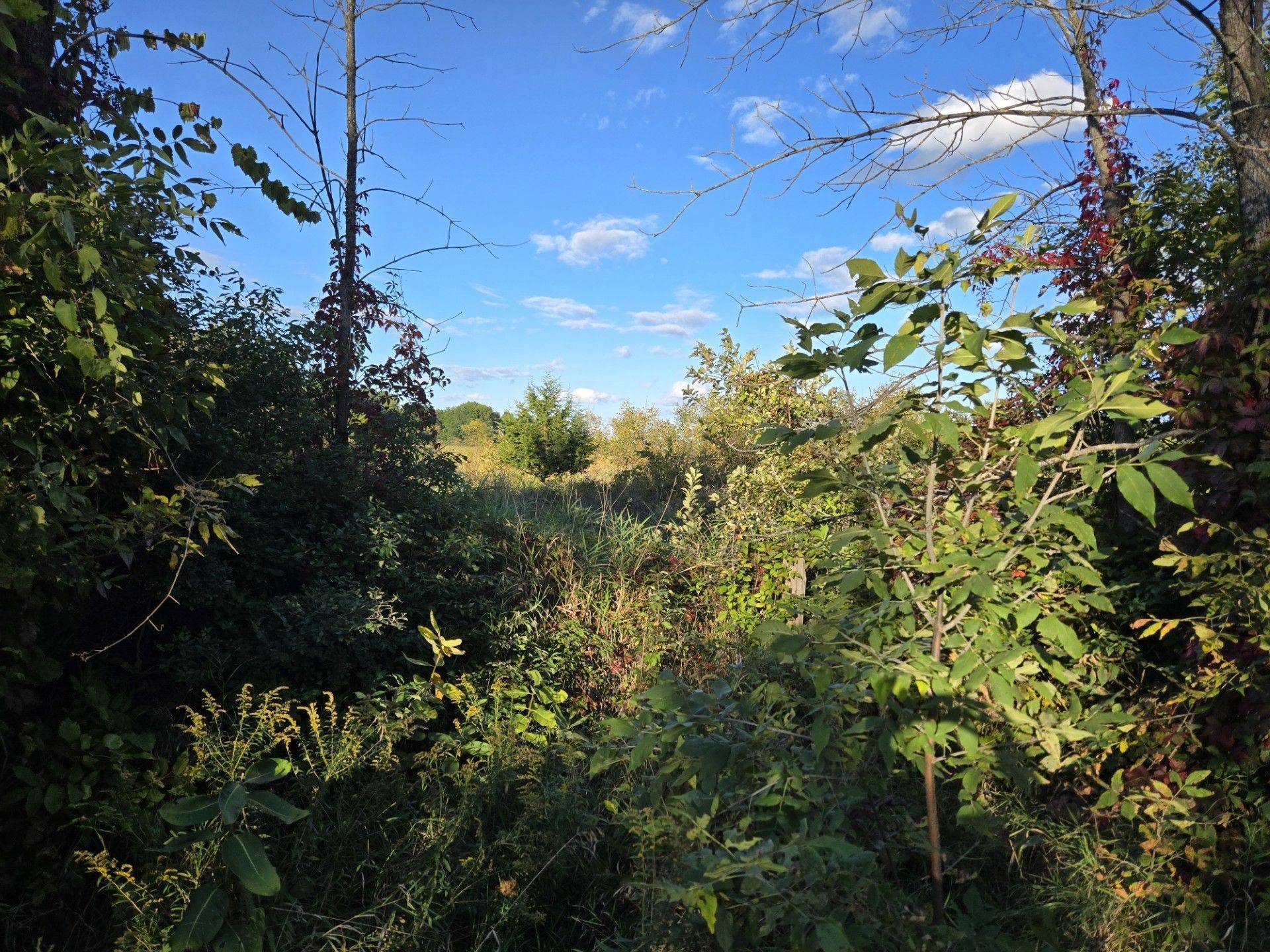 Lot 5 BUSH RD, Rideau Lakes, ON K0G 1E0