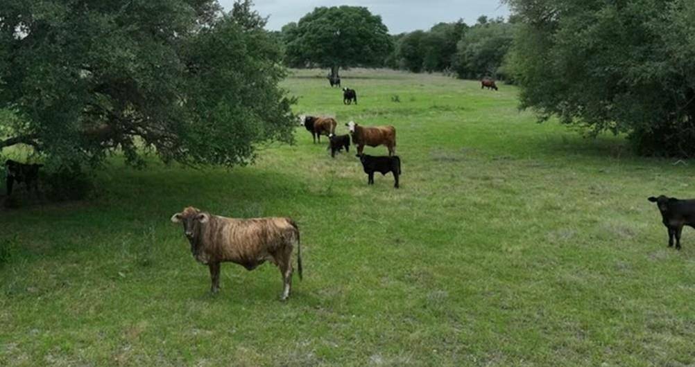 TBD CR 127 Lot 1, Block 1 County Road 127 RD, Ledbetter, TX 78946