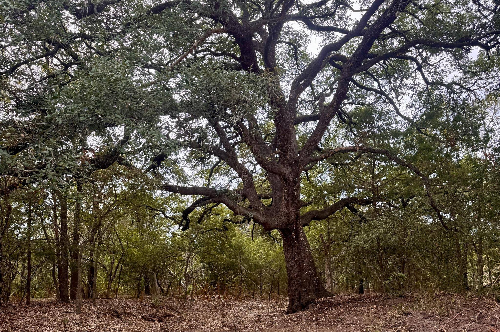 12 Acres Mt Pleasant RD, Cedar Creek, TX 78612