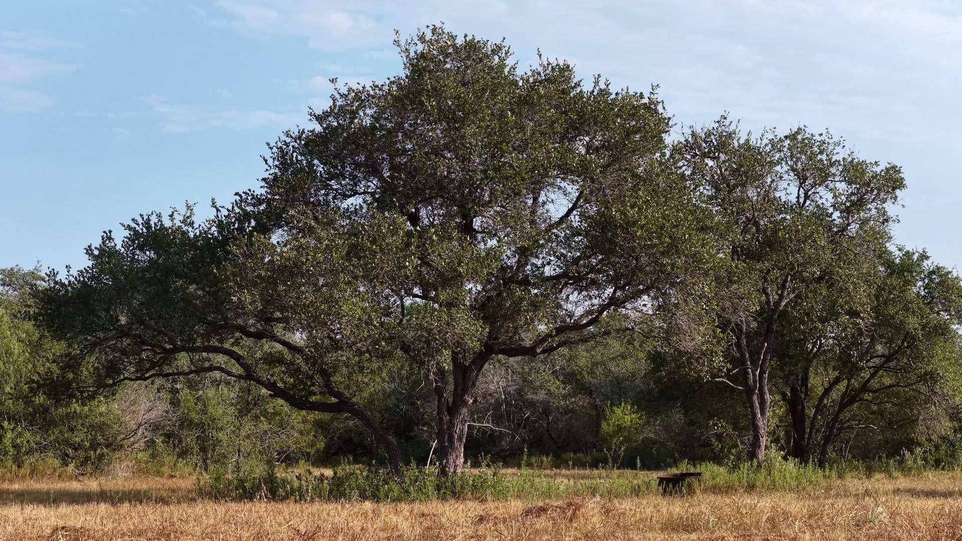 251 Old Goliad RD, Refugio, TX 78377