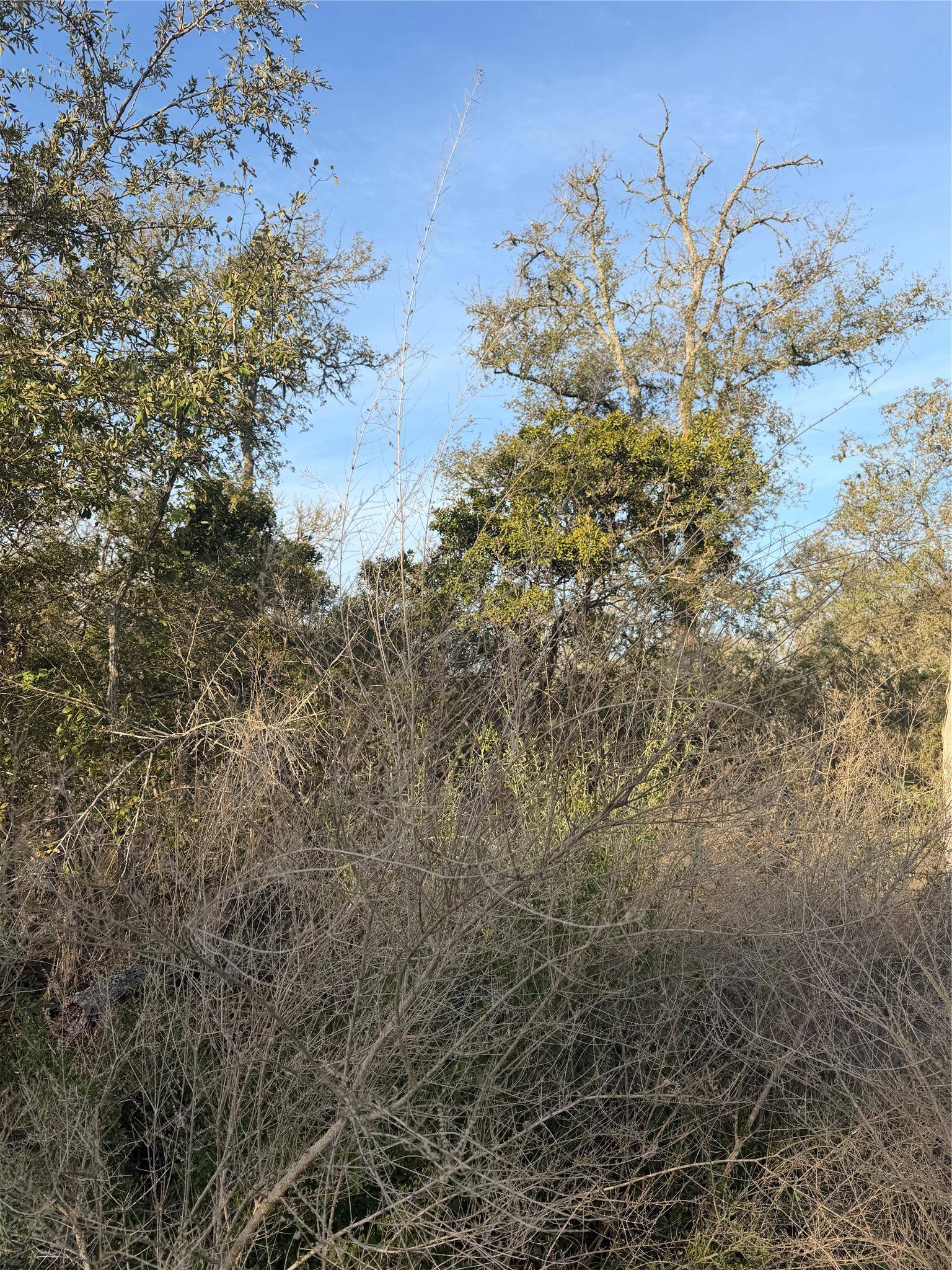 156 Helemano DR, Bastrop, TX 78602