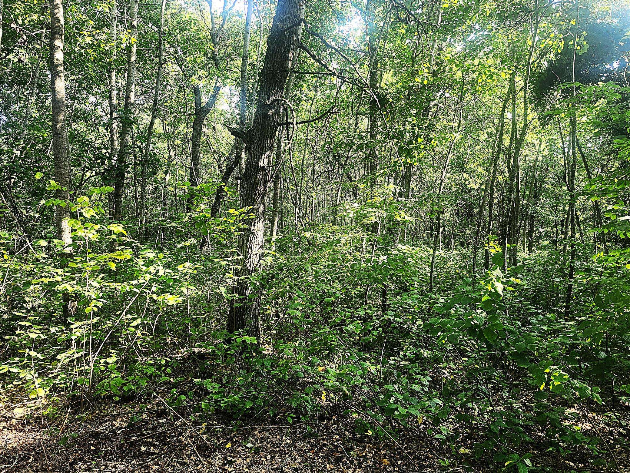 TBD 400th ST, Browerville, MN 56438