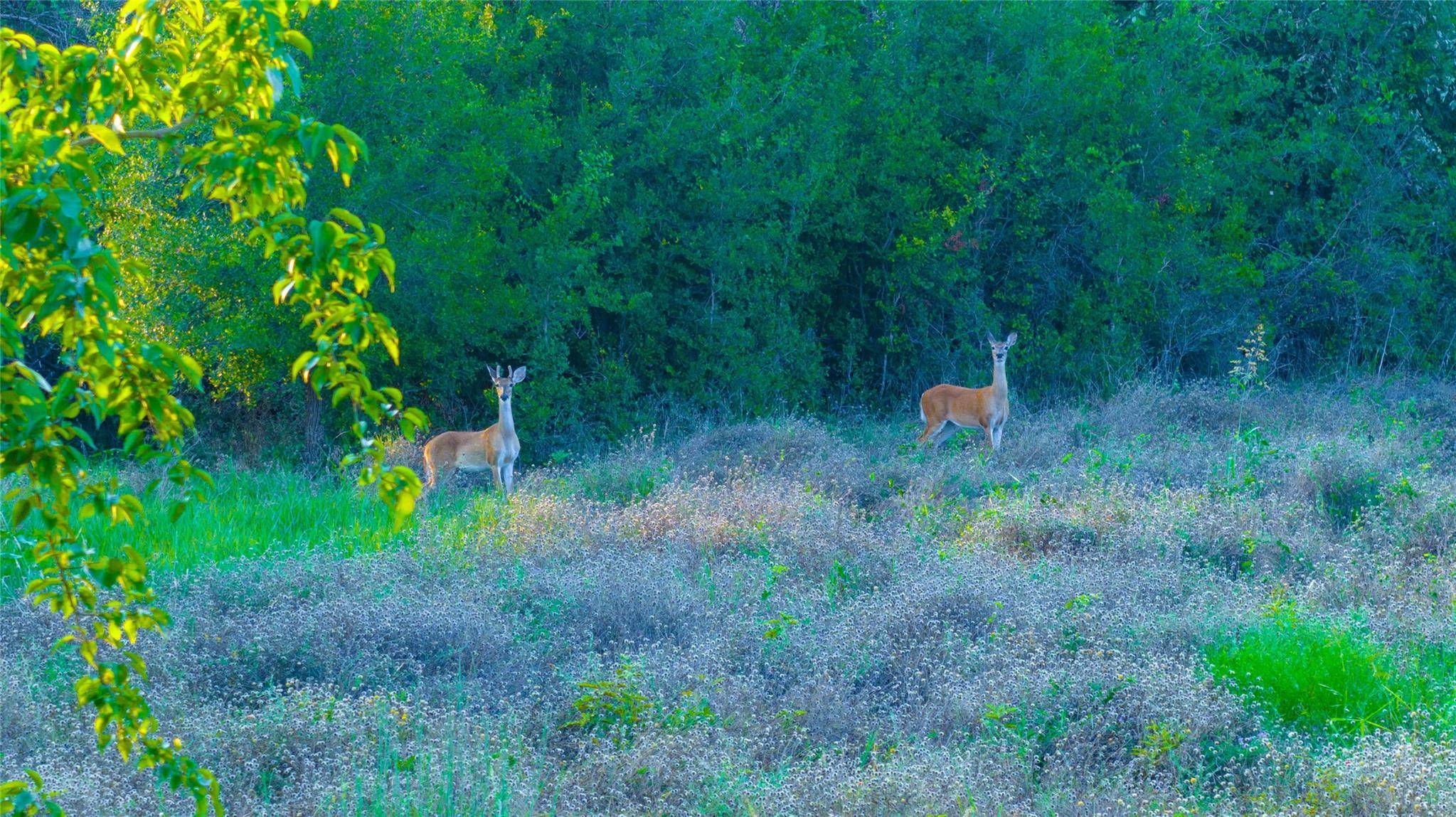 TBD County Road 243, Florence, TX 76527