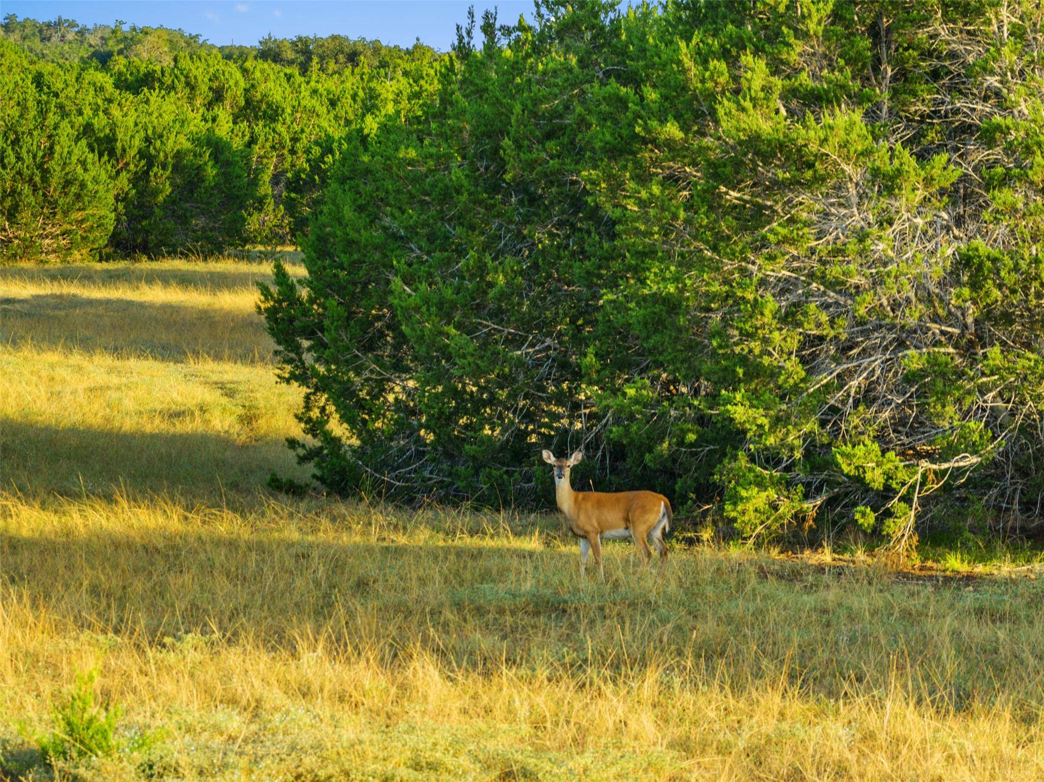 0 Hays Country Acres RD, Dripping Springs, TX 78620