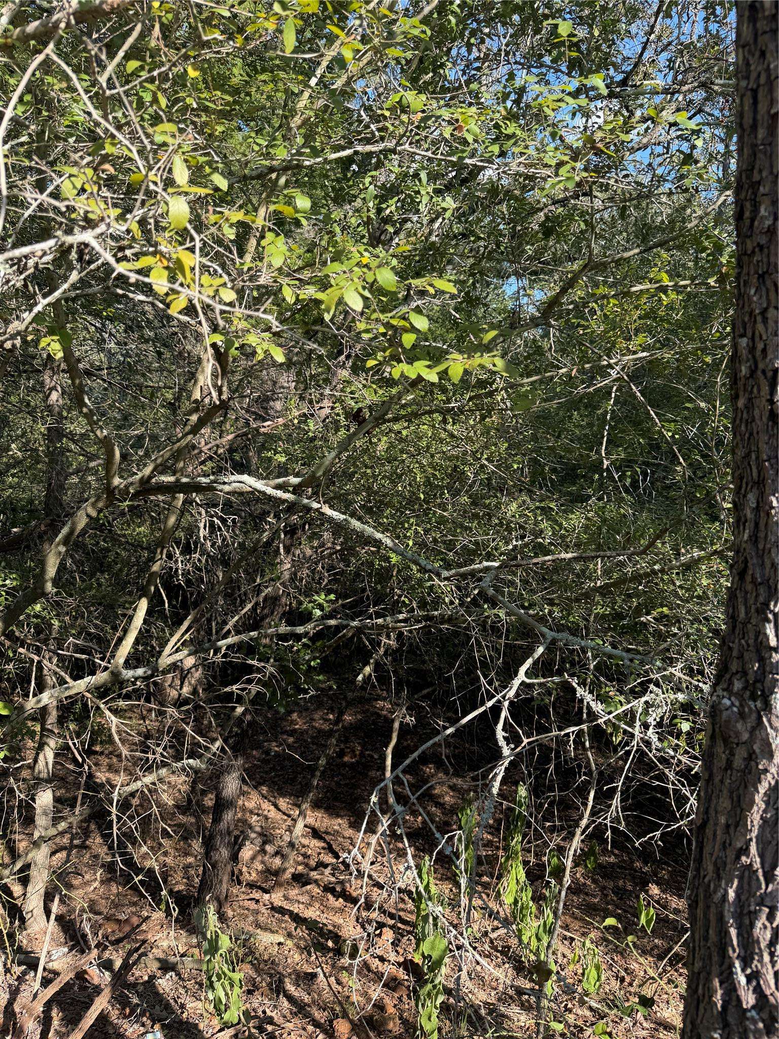 Lot 189 Kaelupulu DR, Bastrop, TX 78602