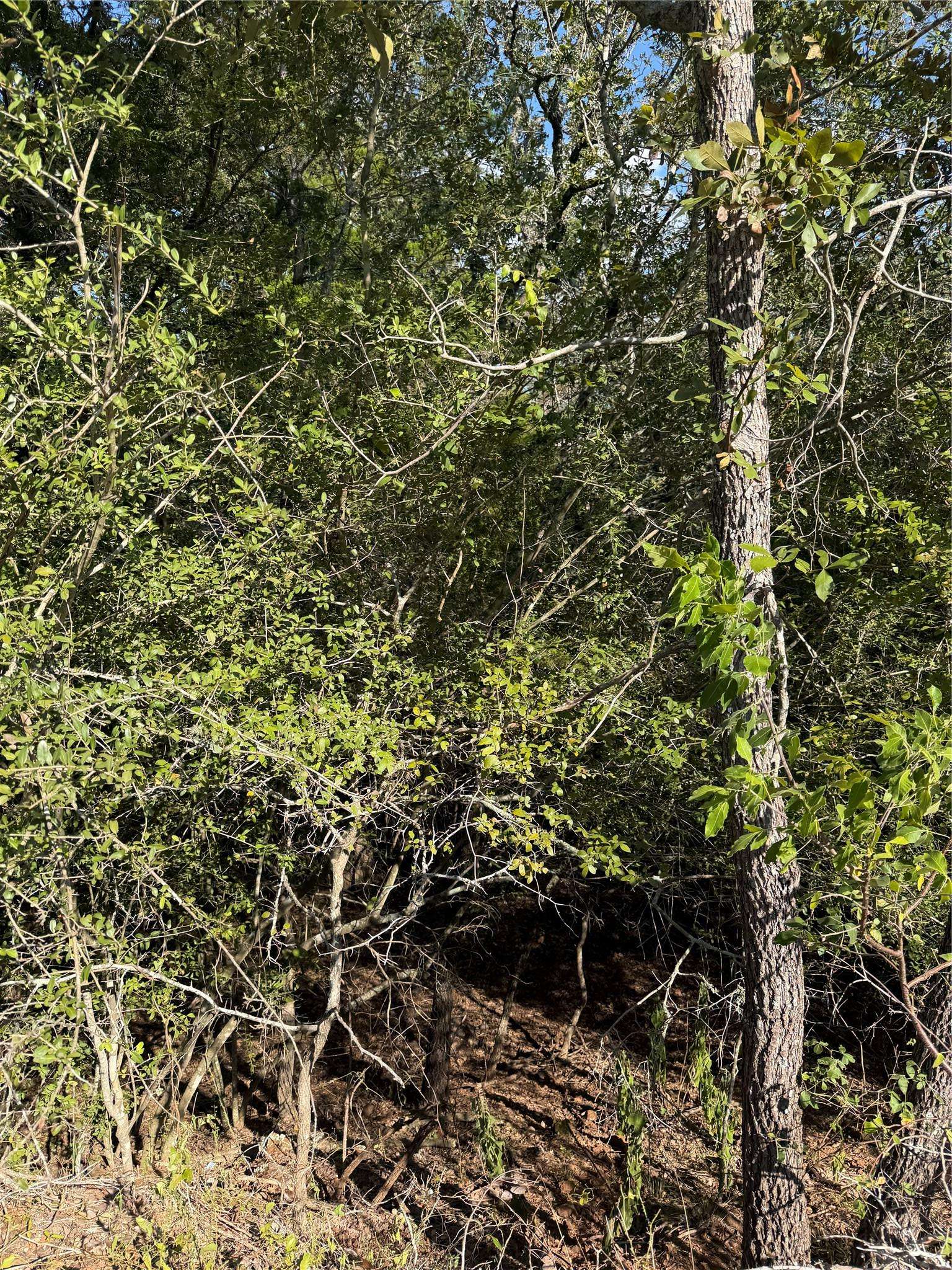 Lot 189 Kaelupulu DR, Bastrop, TX 78602