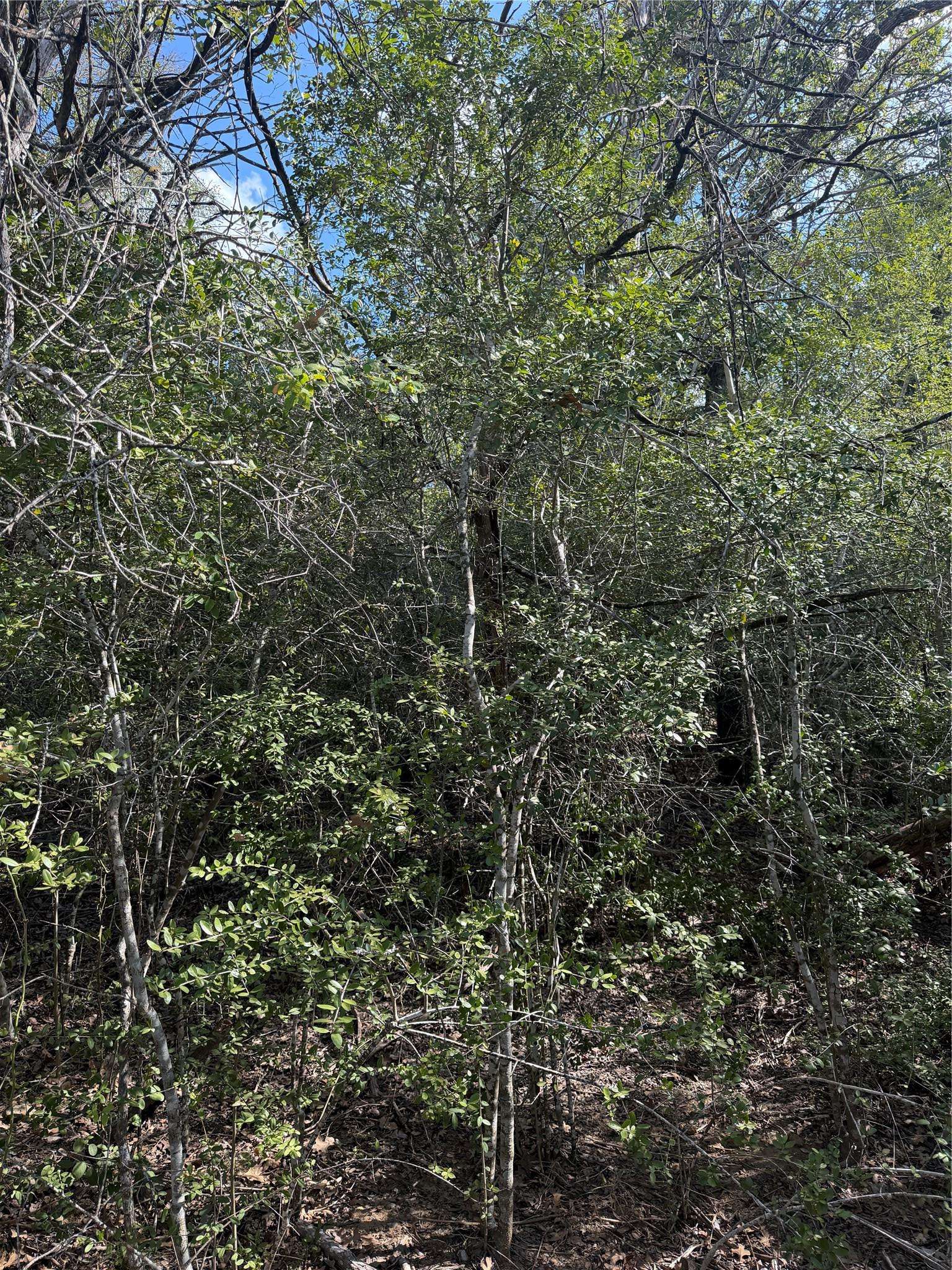 251 Iva LN, Bastrop, TX 78602