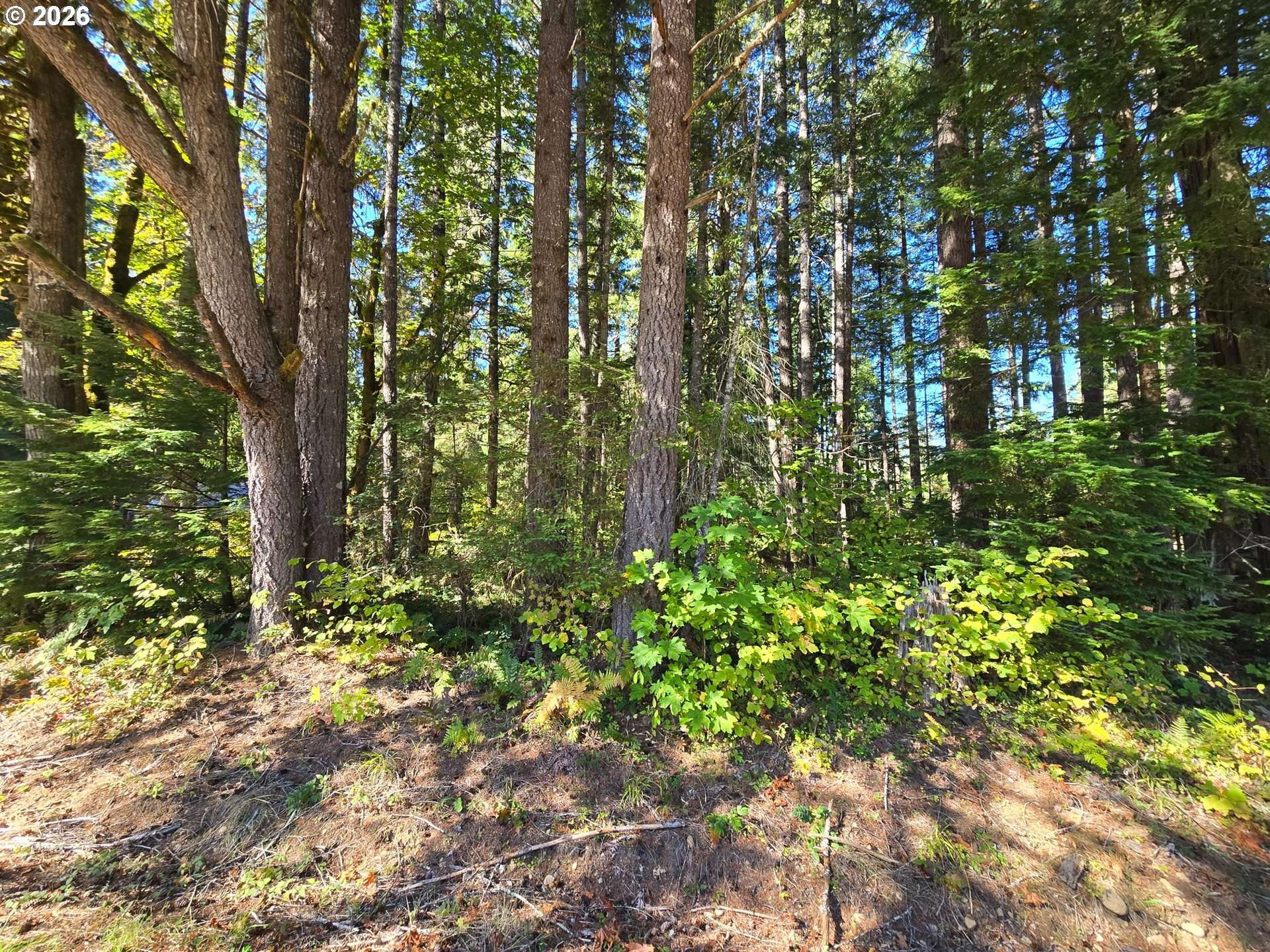 1655144007400, Mc Kenzie Bridge, OR 97413