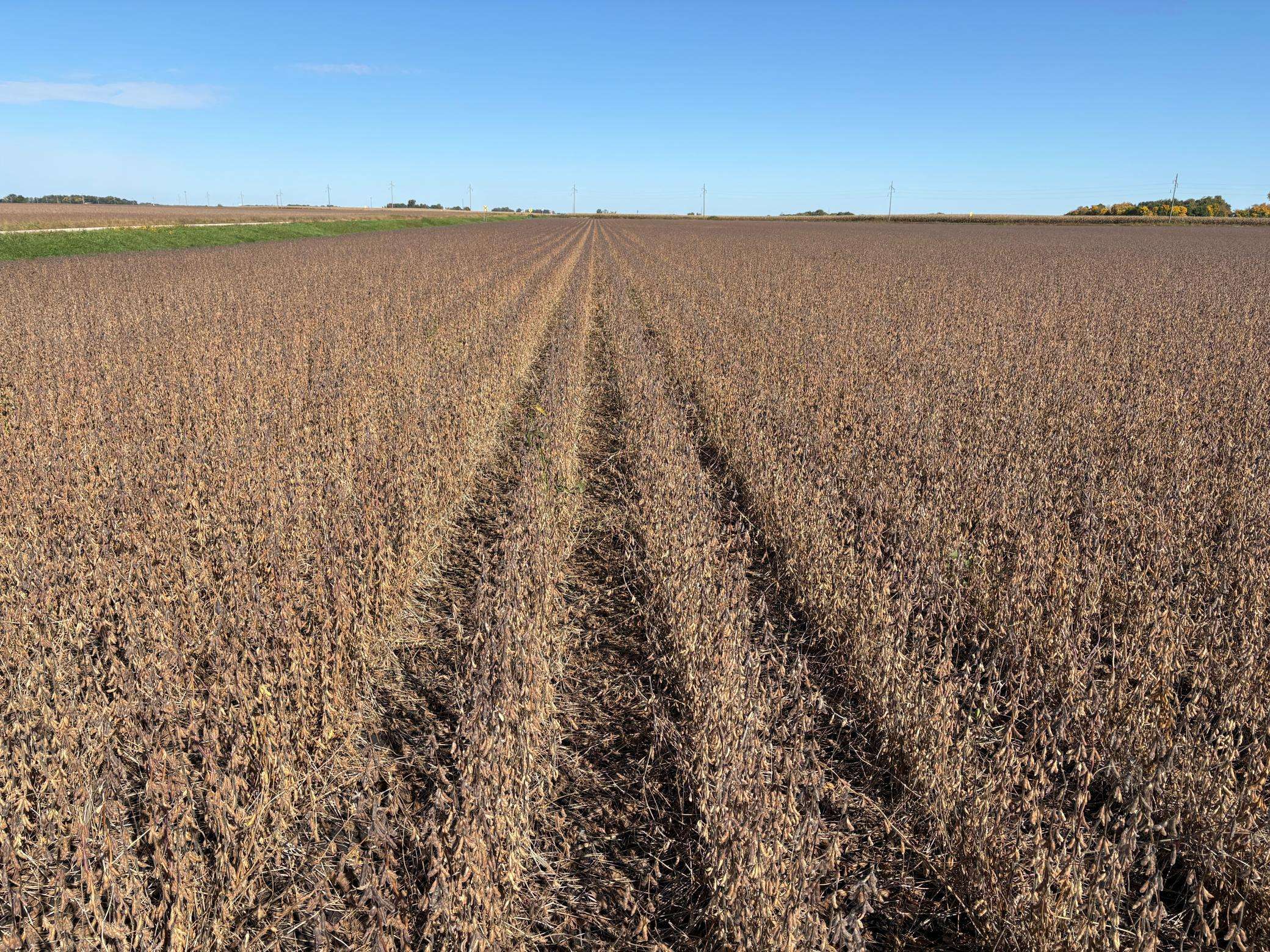 TBD 540th AVE, Wells, MN 56097