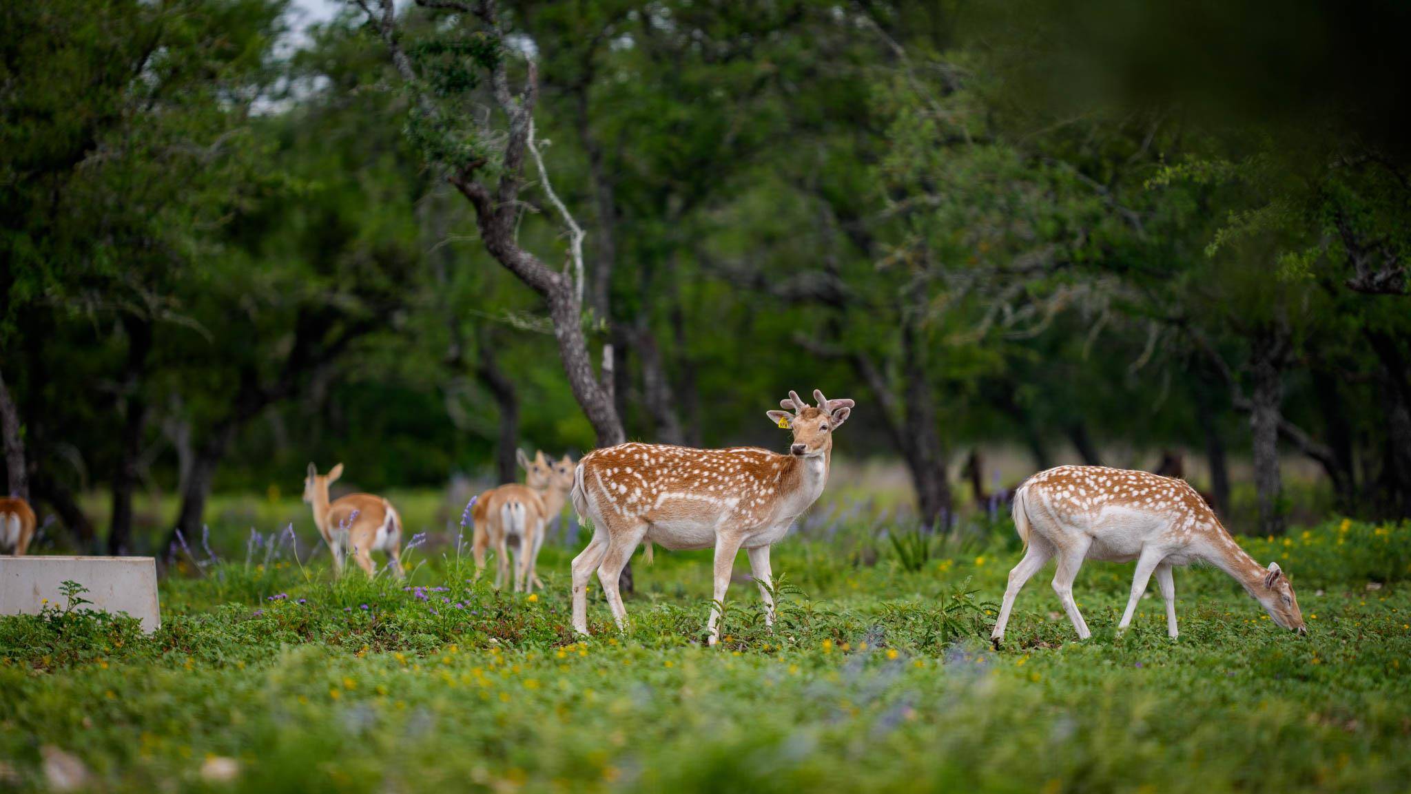 TBD El Rincon RD, Mountain Home, TX 78058
