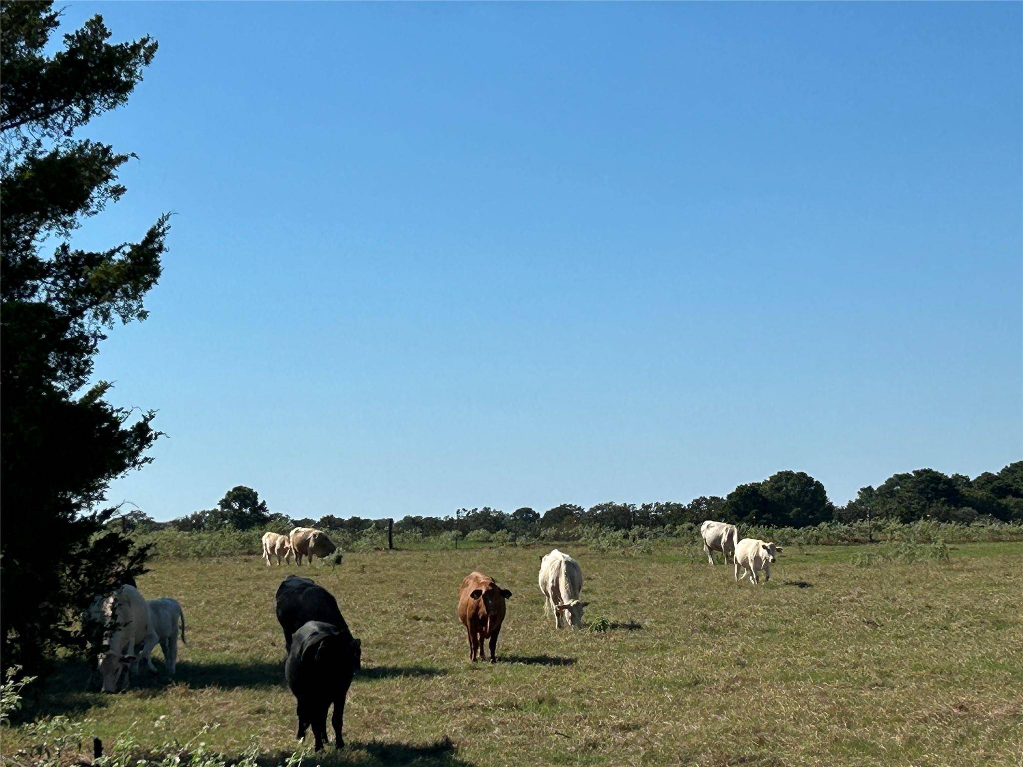 5.556 acres Farris Lane LN, Smithville, TX 78957