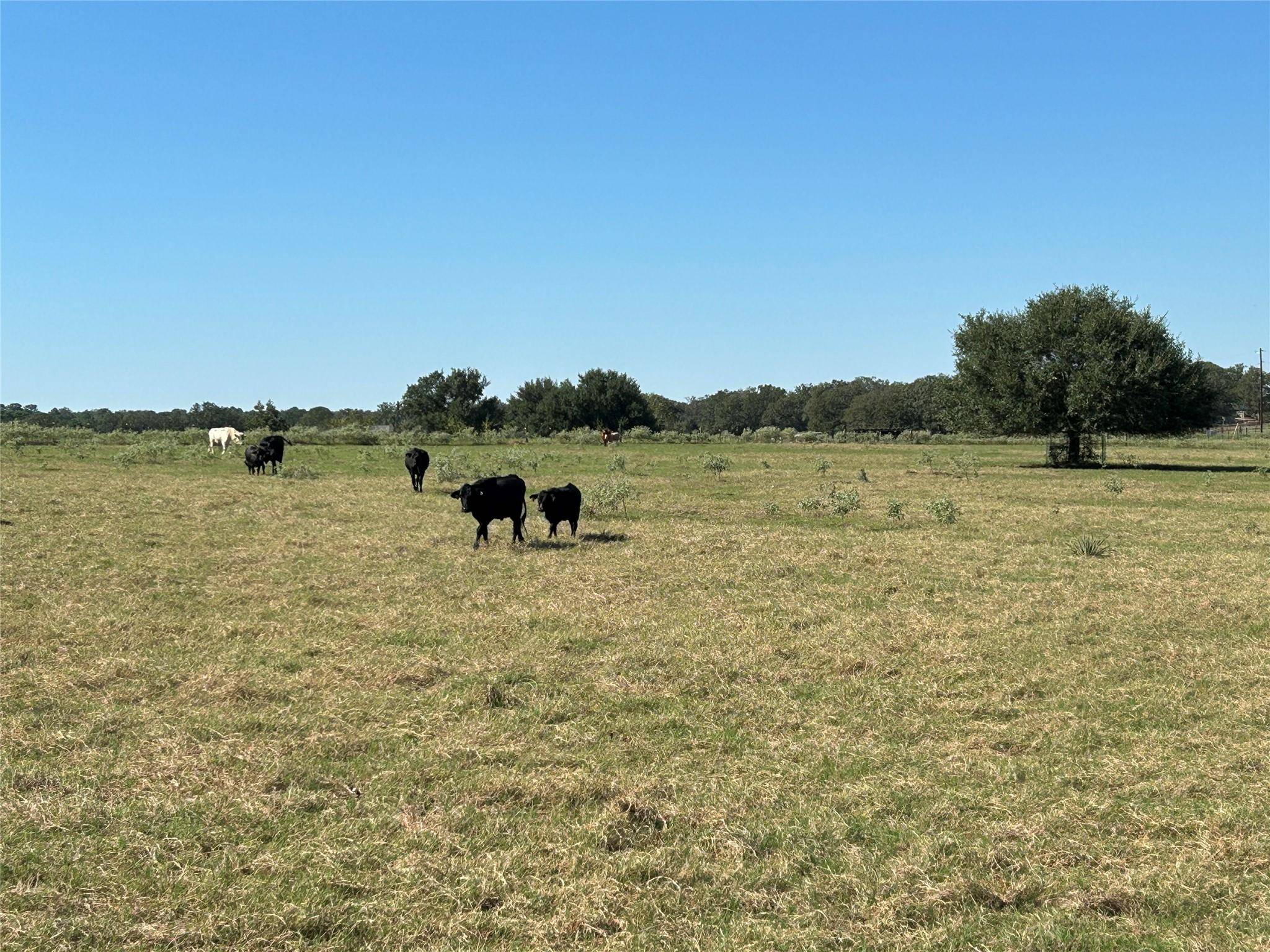 5.556 acres Farris Lane LN, Smithville, TX 78957