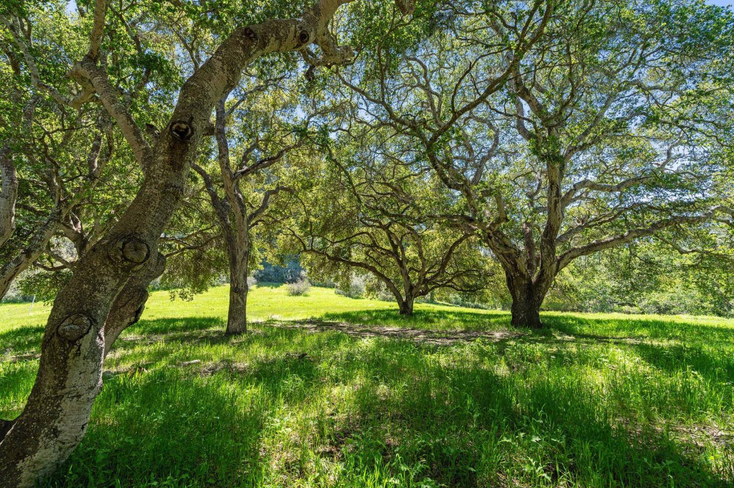 Carmel, CA 93923,20 Tehama (Lot 38)