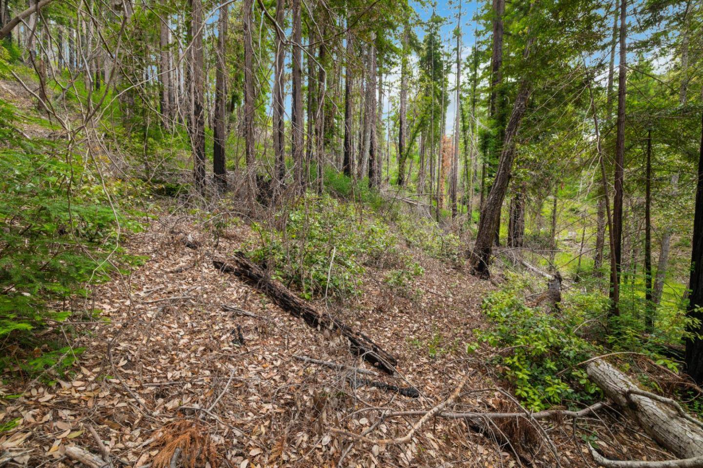 Boulder Creek, CA 95006,03 Bloom Grade