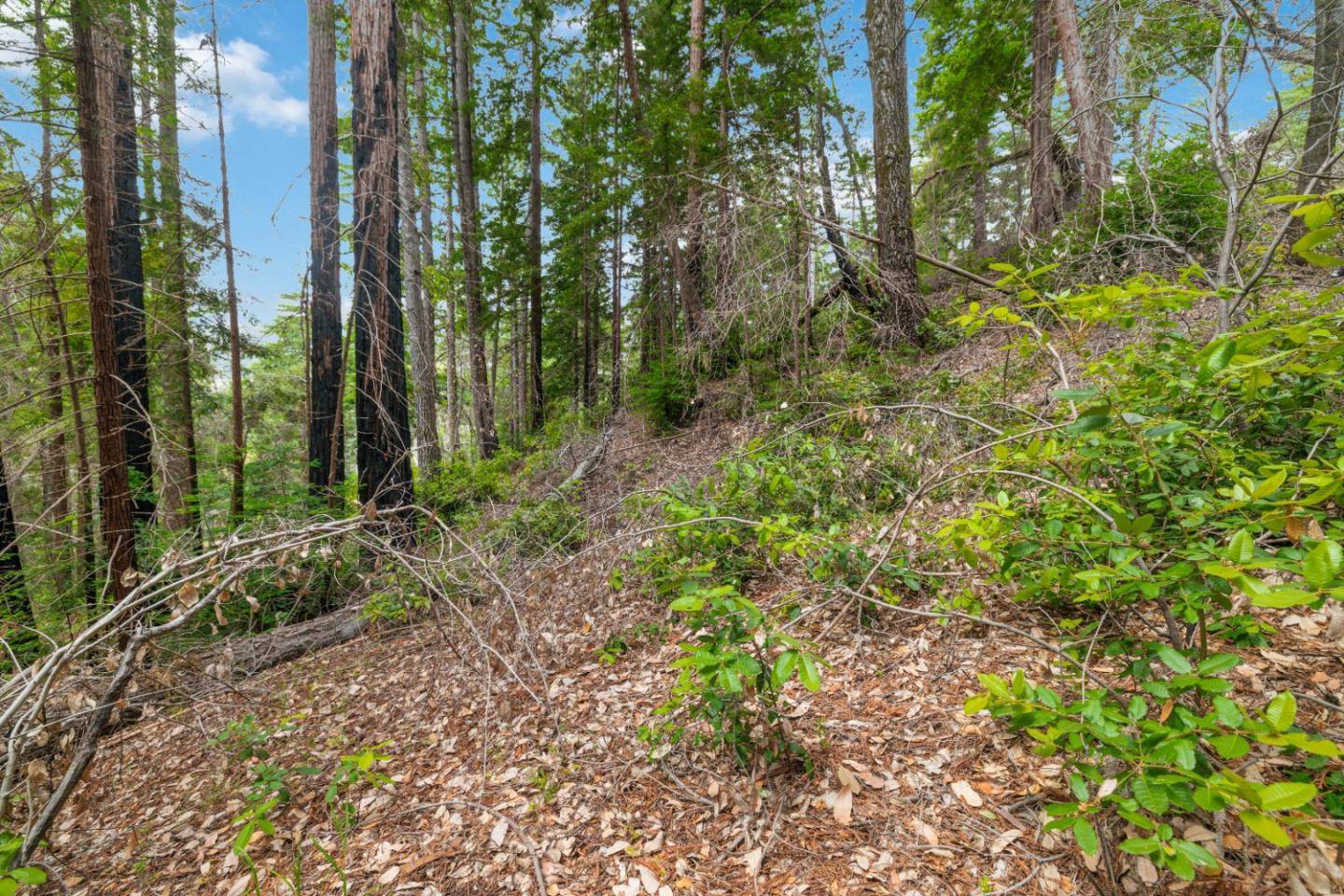 Boulder Creek, CA 95006,03 Bloom Grade