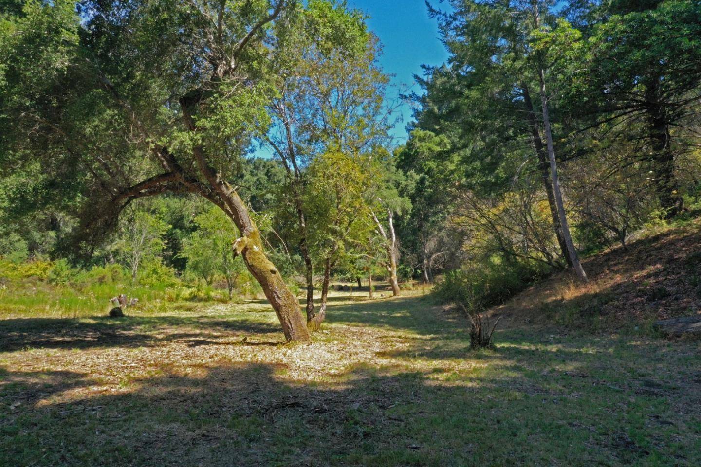 Boulder Creek, CA 95006,0 Coffeeberry